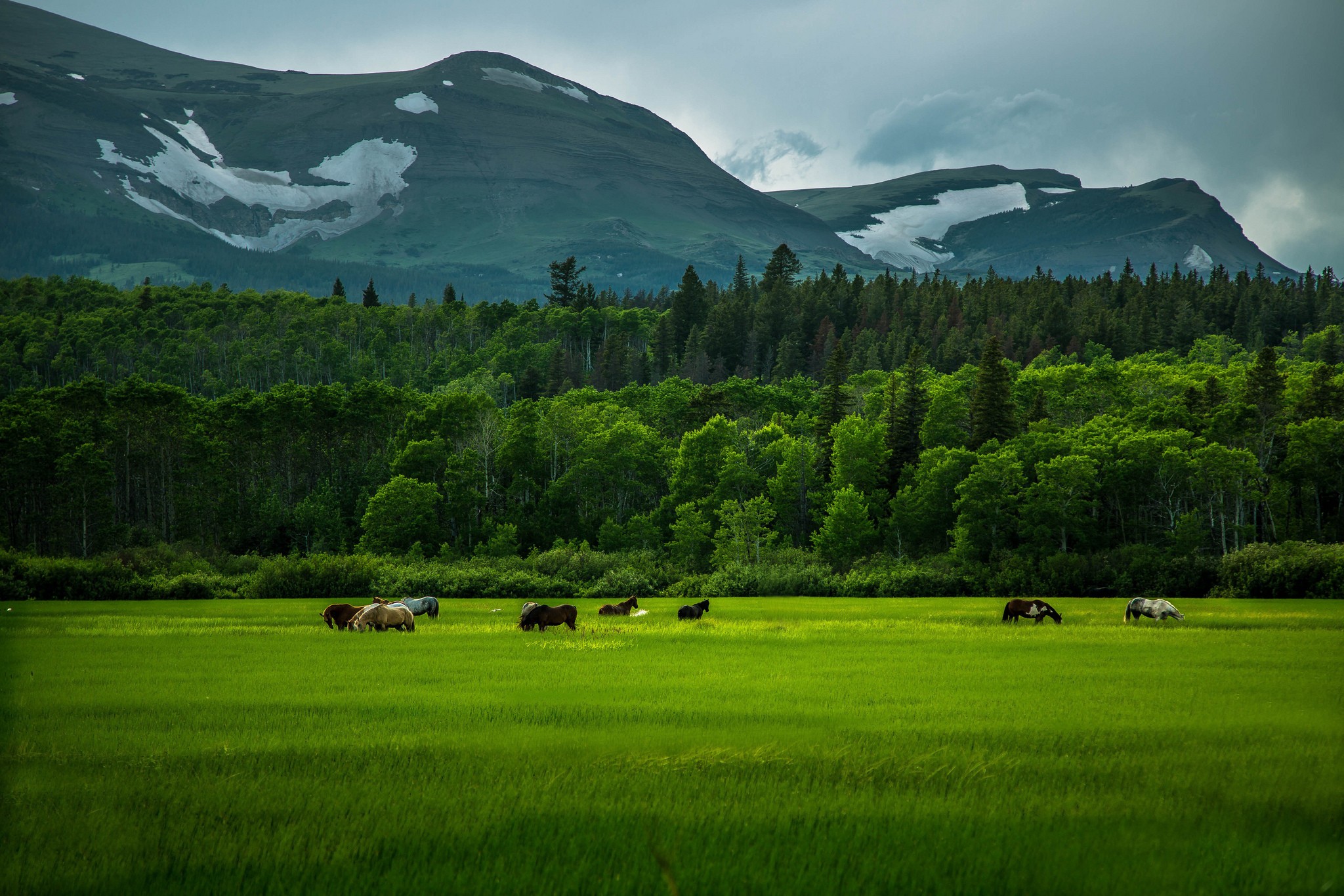 Horses grazing in a green field with mountains in the background HD Wallpaper