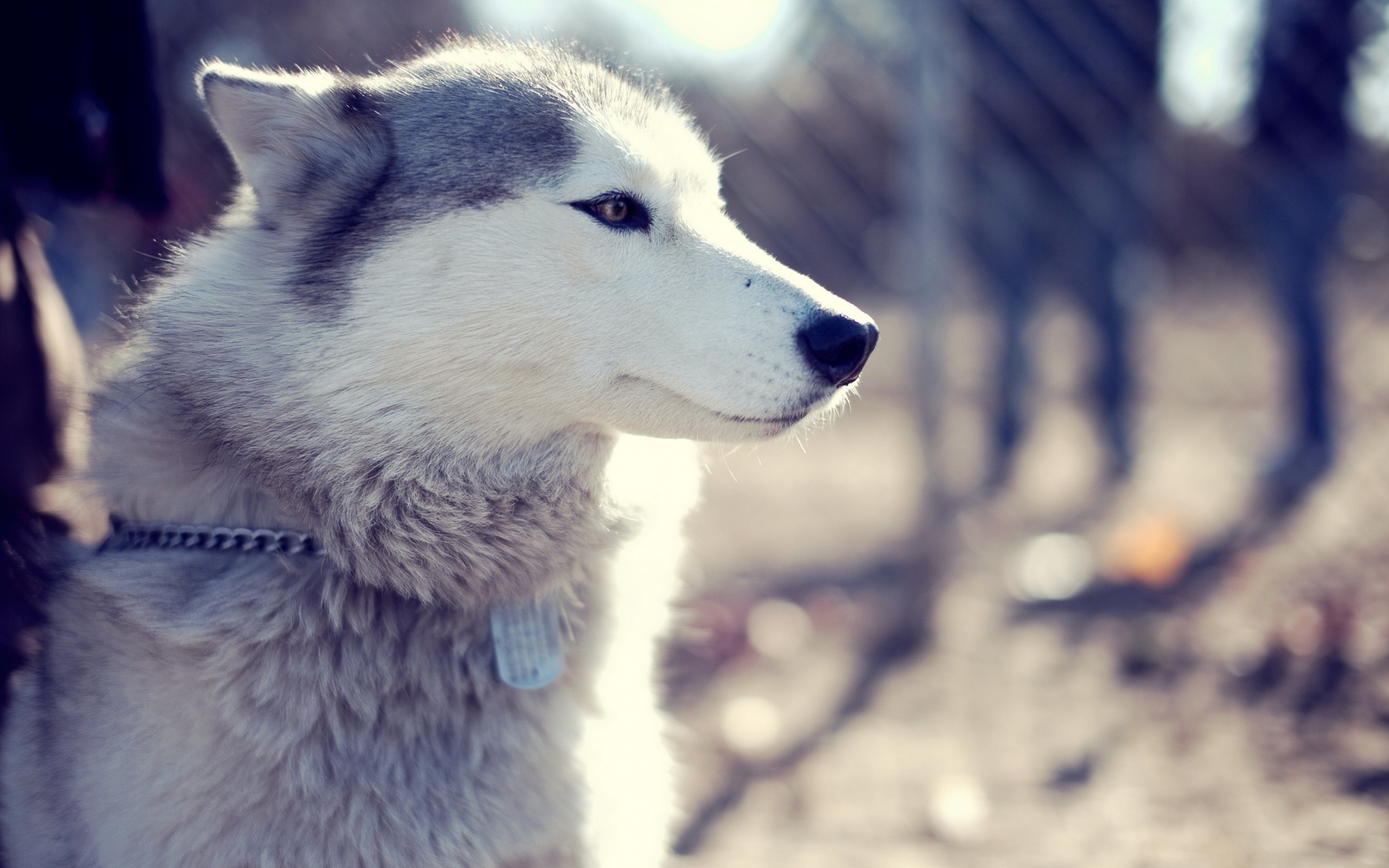 Husky dog with a collar and tag HD Wallpaper