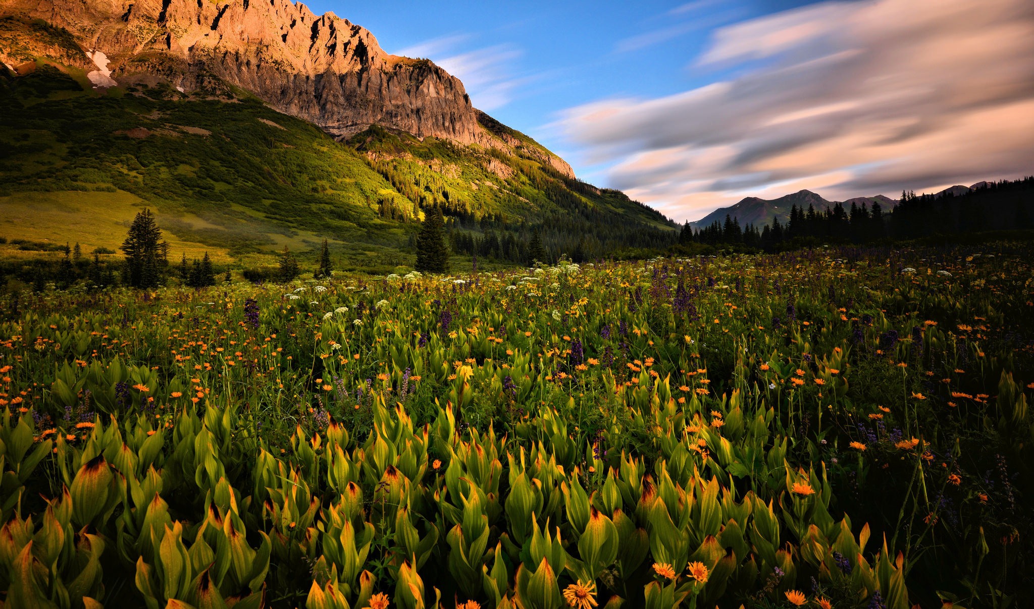 Mountain landscape with a field of wildflowers HD Wallpaper
