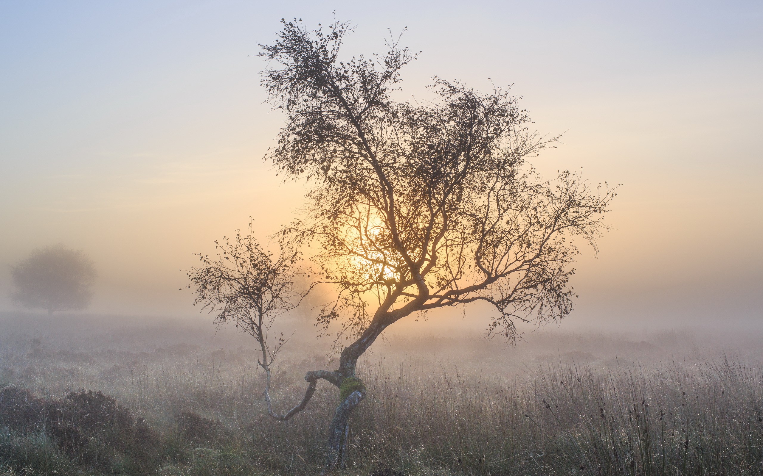 Trees in the mist at sunrise HD Wallpaper