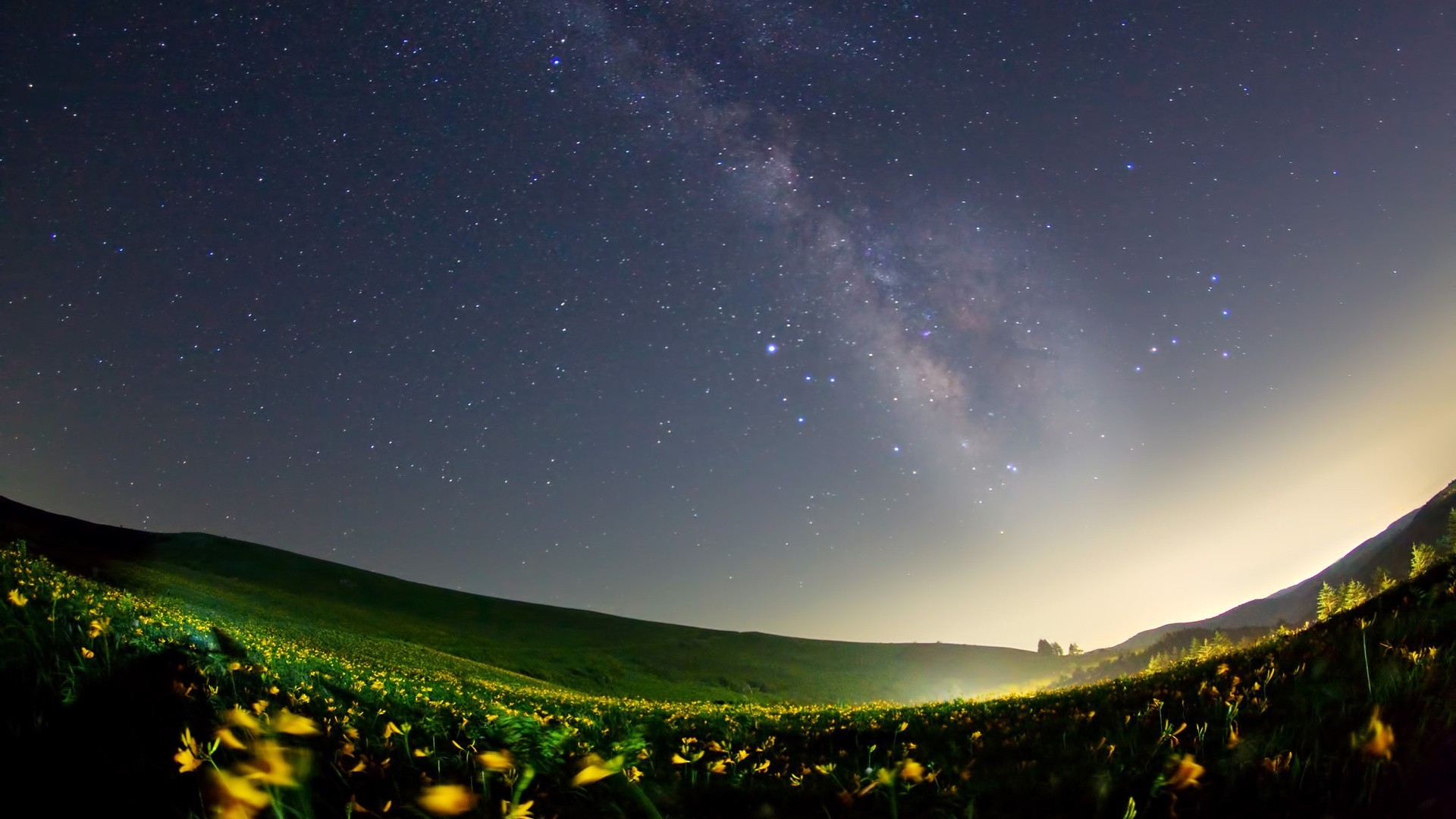 Milky Way over a field of yellow flowers HD Wallpaper
