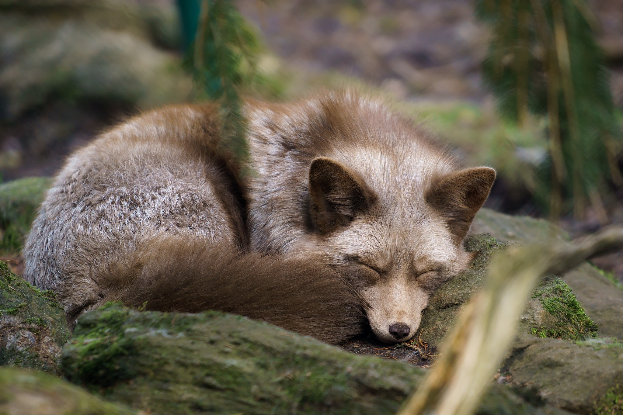 A sleeping fox curled up on mossy rocks HD Wallpaper
