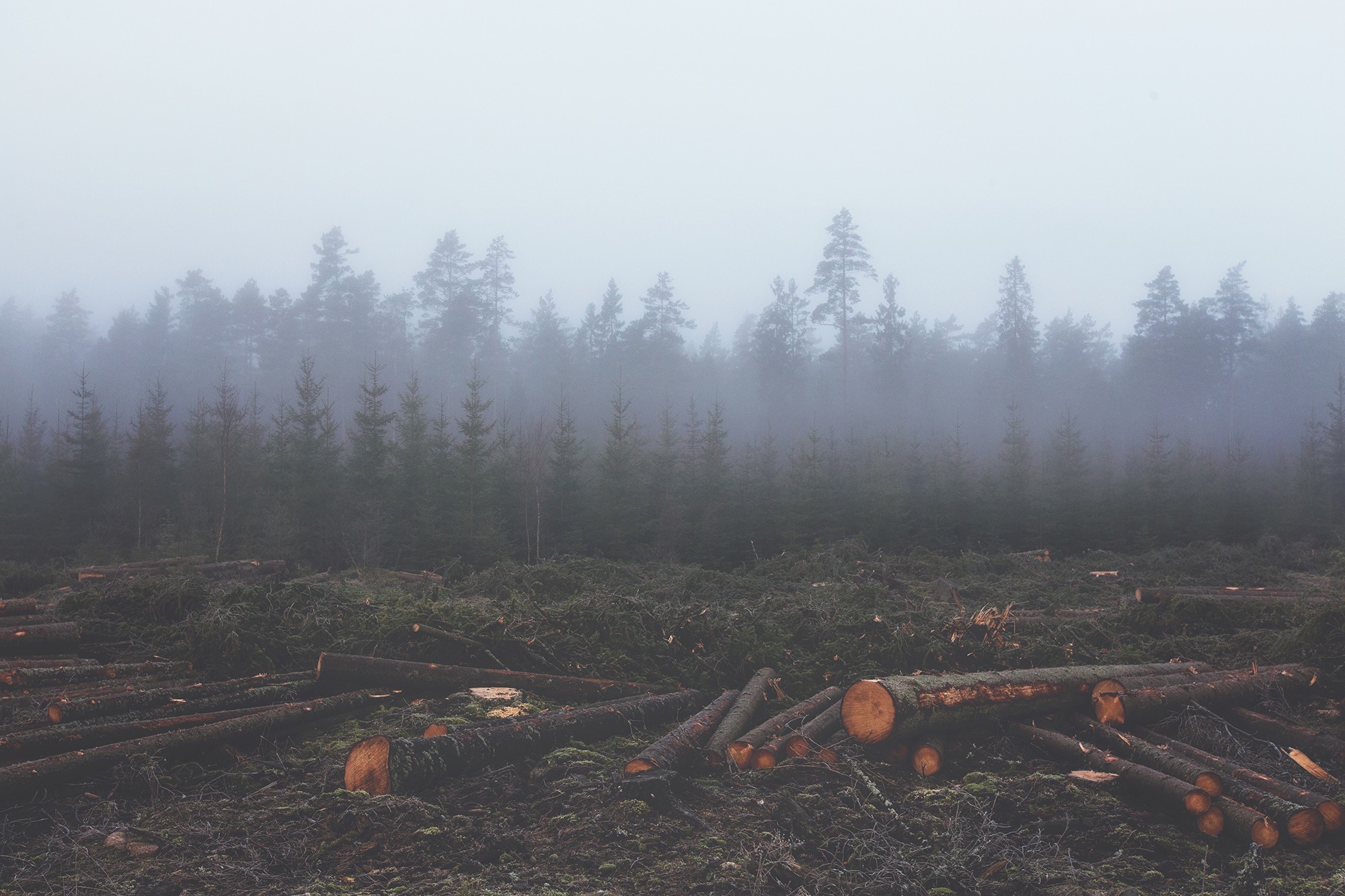 Misty forest with felled trees HD Wallpaper