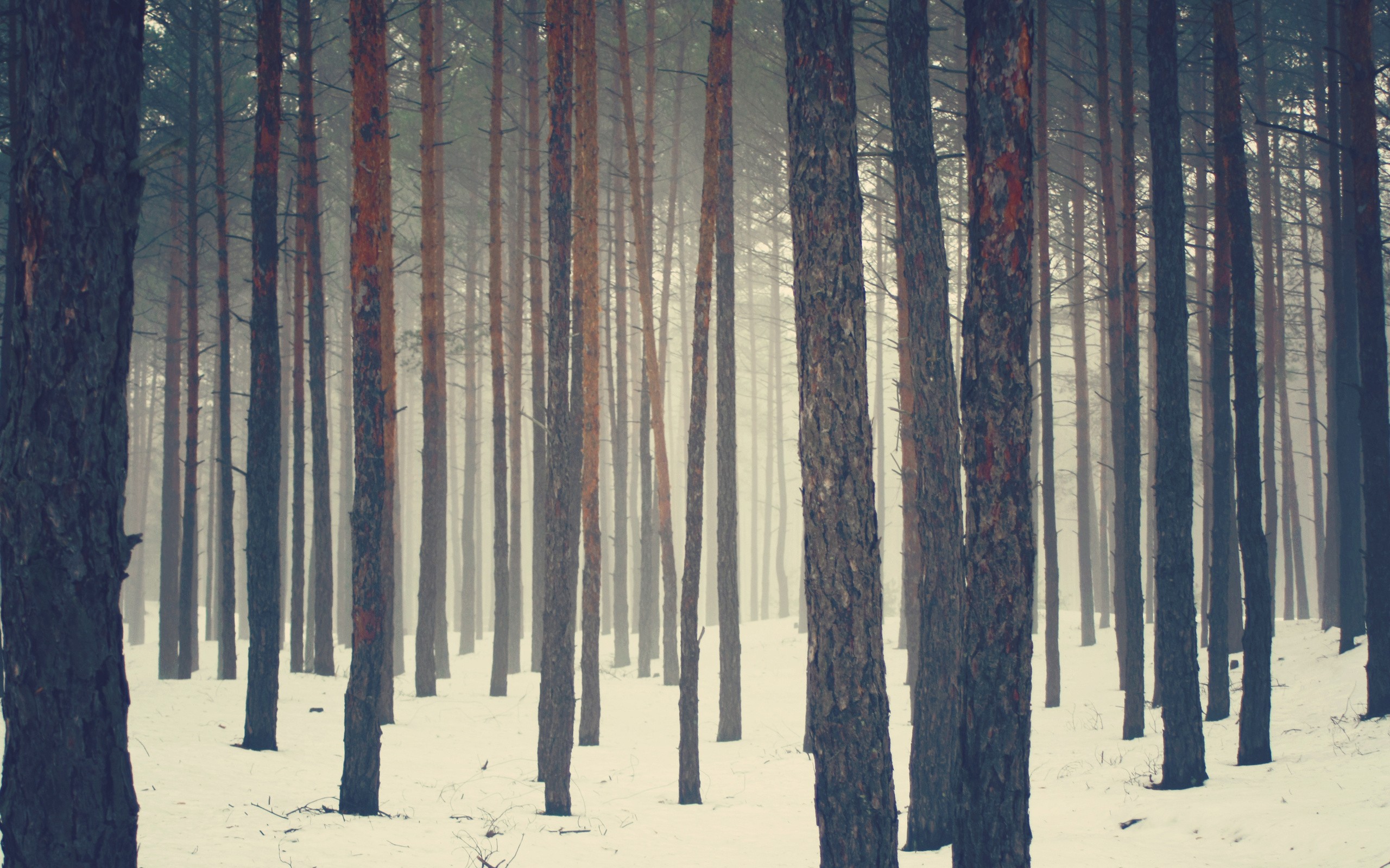 Snowy forest with tall pine trees and fog HD Wallpaper