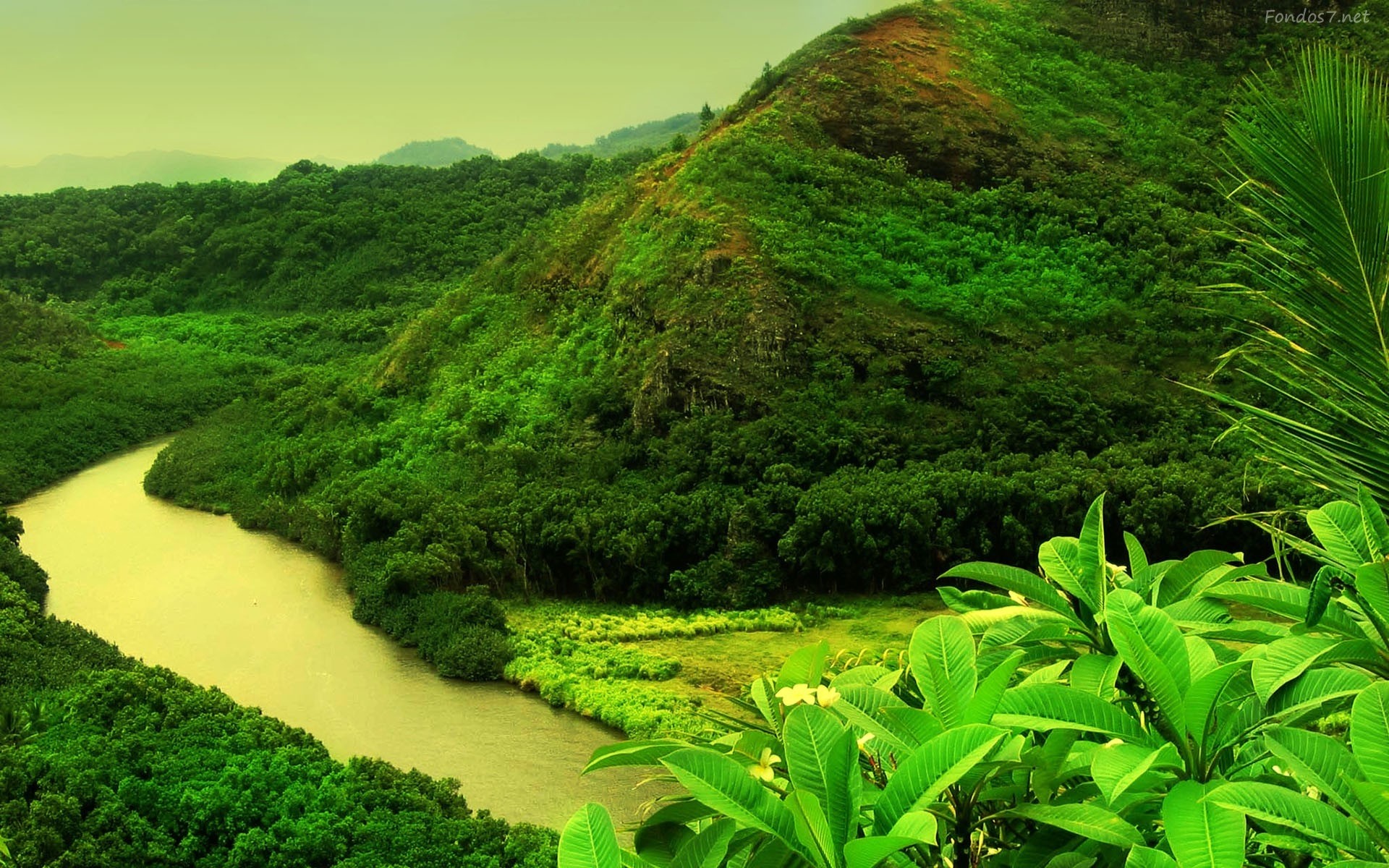 Yellow river flowing through a green jungle landscape HD Wallpaper