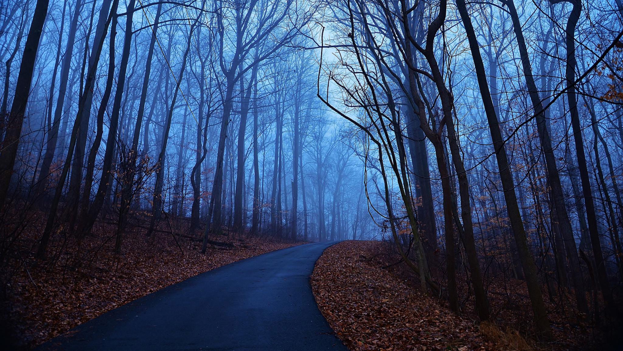 A foggy road through a forest in fall HD Wallpaper