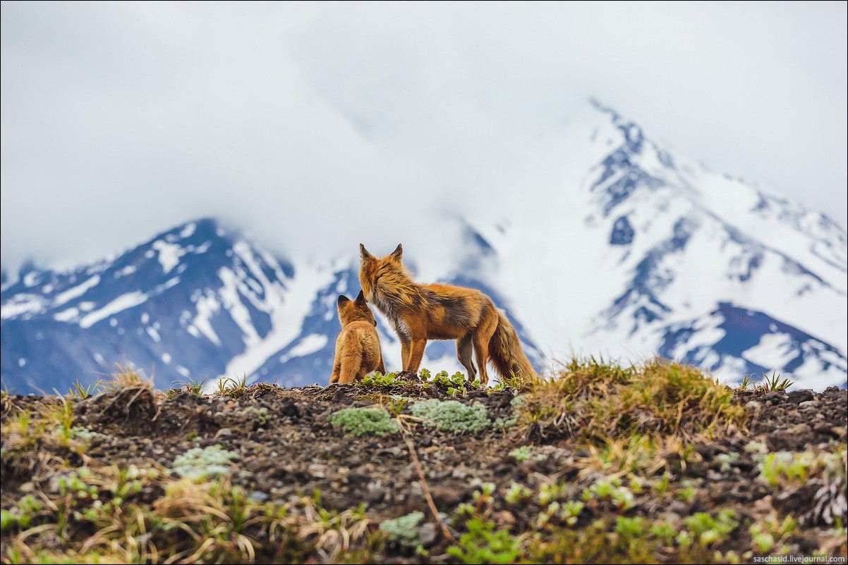 Two foxes on a hill with snowy mountains HD Wallpaper