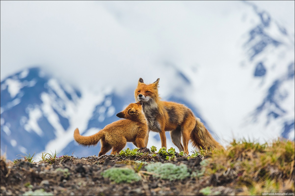 Two foxes interacting on a rocky outcrop with mountains HD Wallpaper