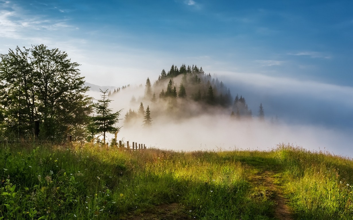 Misty mountain forest with a path and grass HD Wallpaper