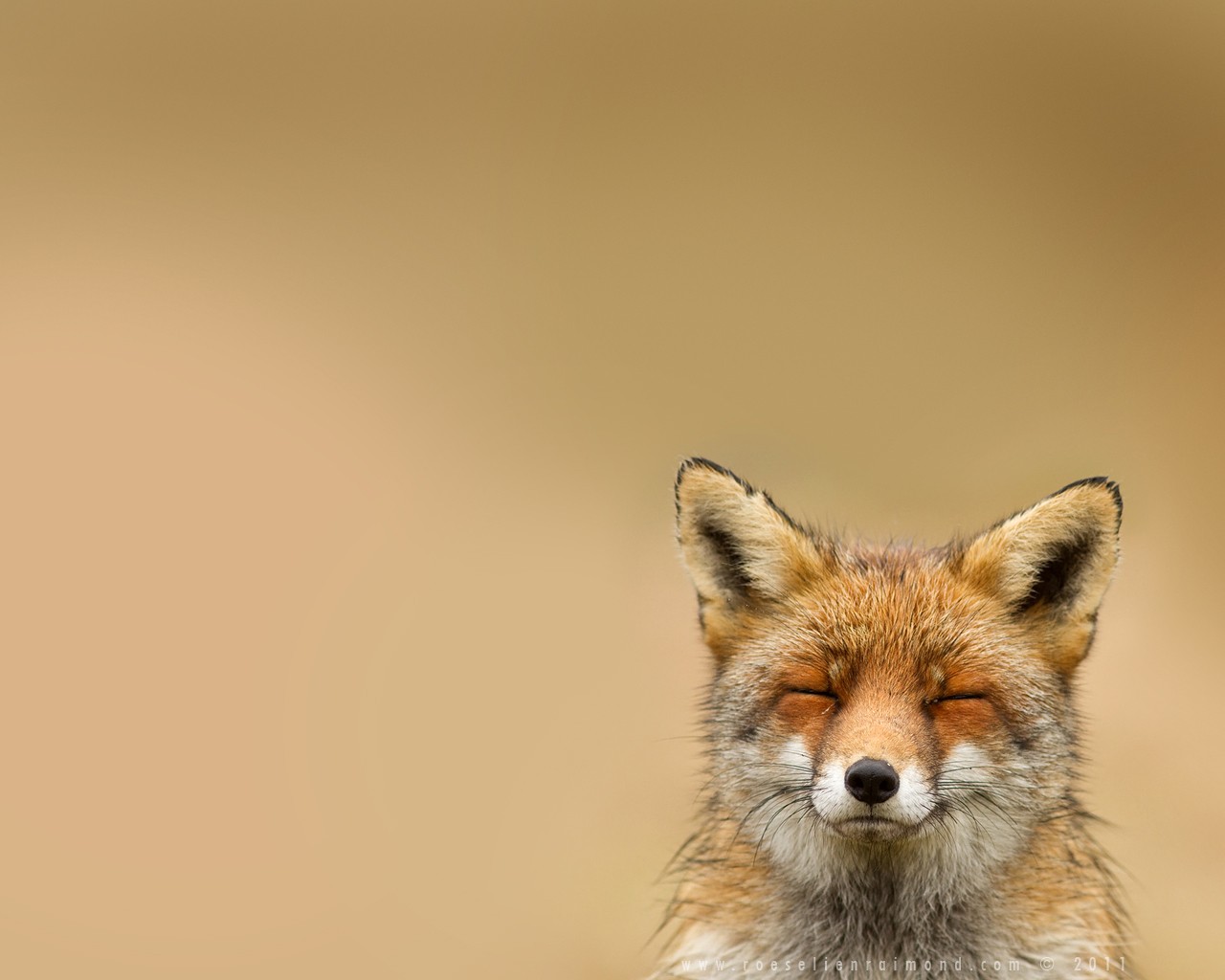 A fox with its eyes closed in front of a plain background HD Wallpaper