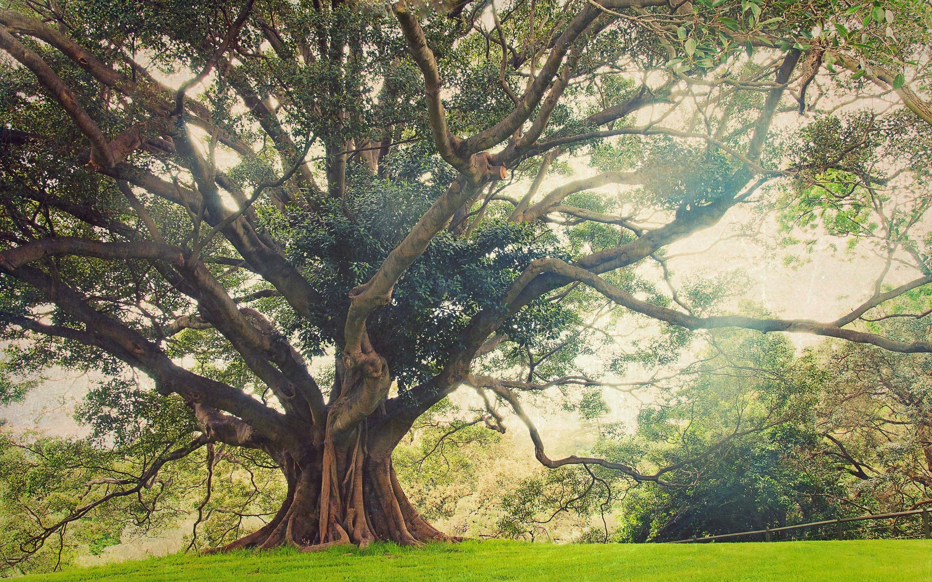 Ancient tree with sprawling branches in a grassy landscape HD Wallpaper