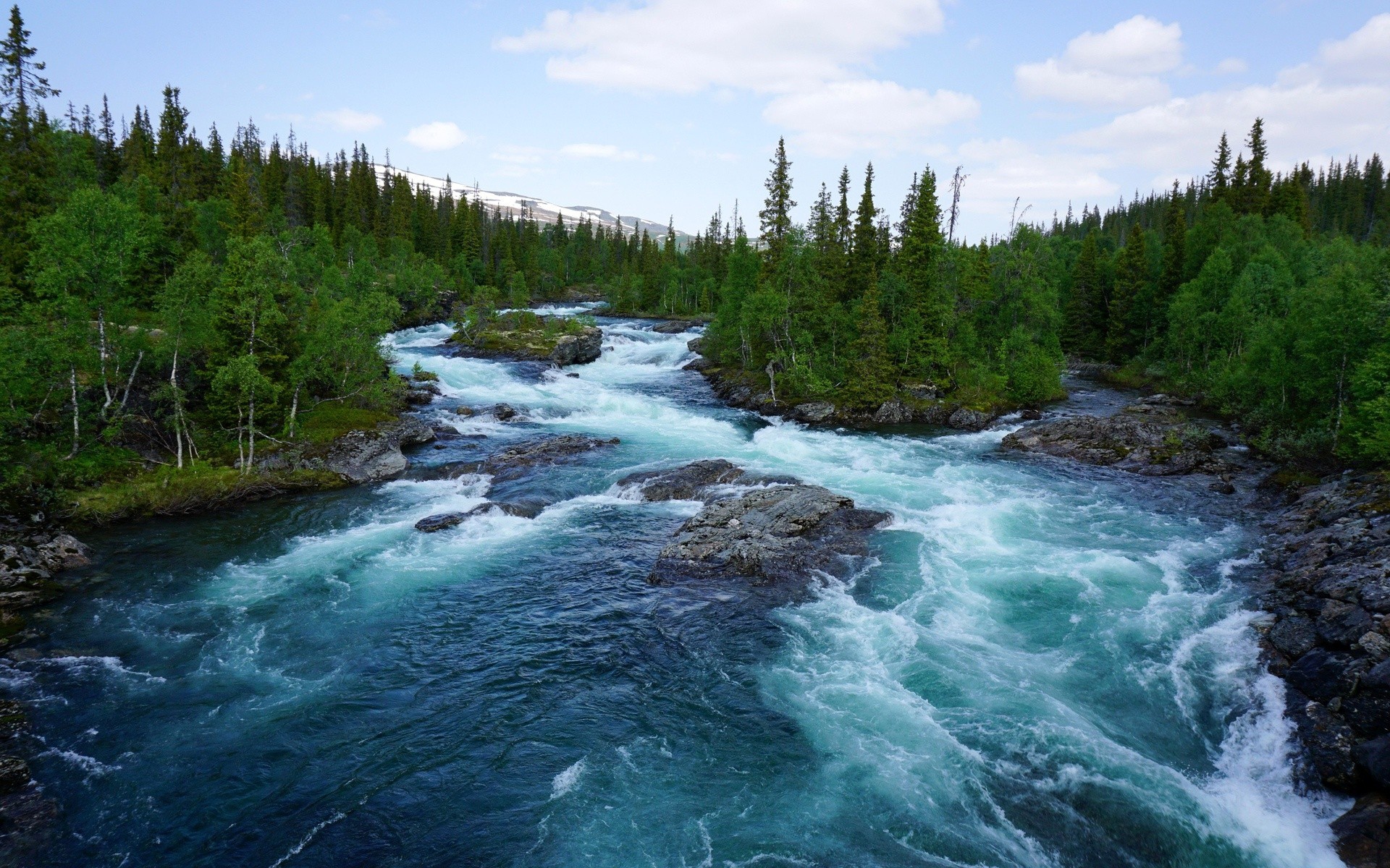 A wide river flows through a dense forest HD Wallpaper