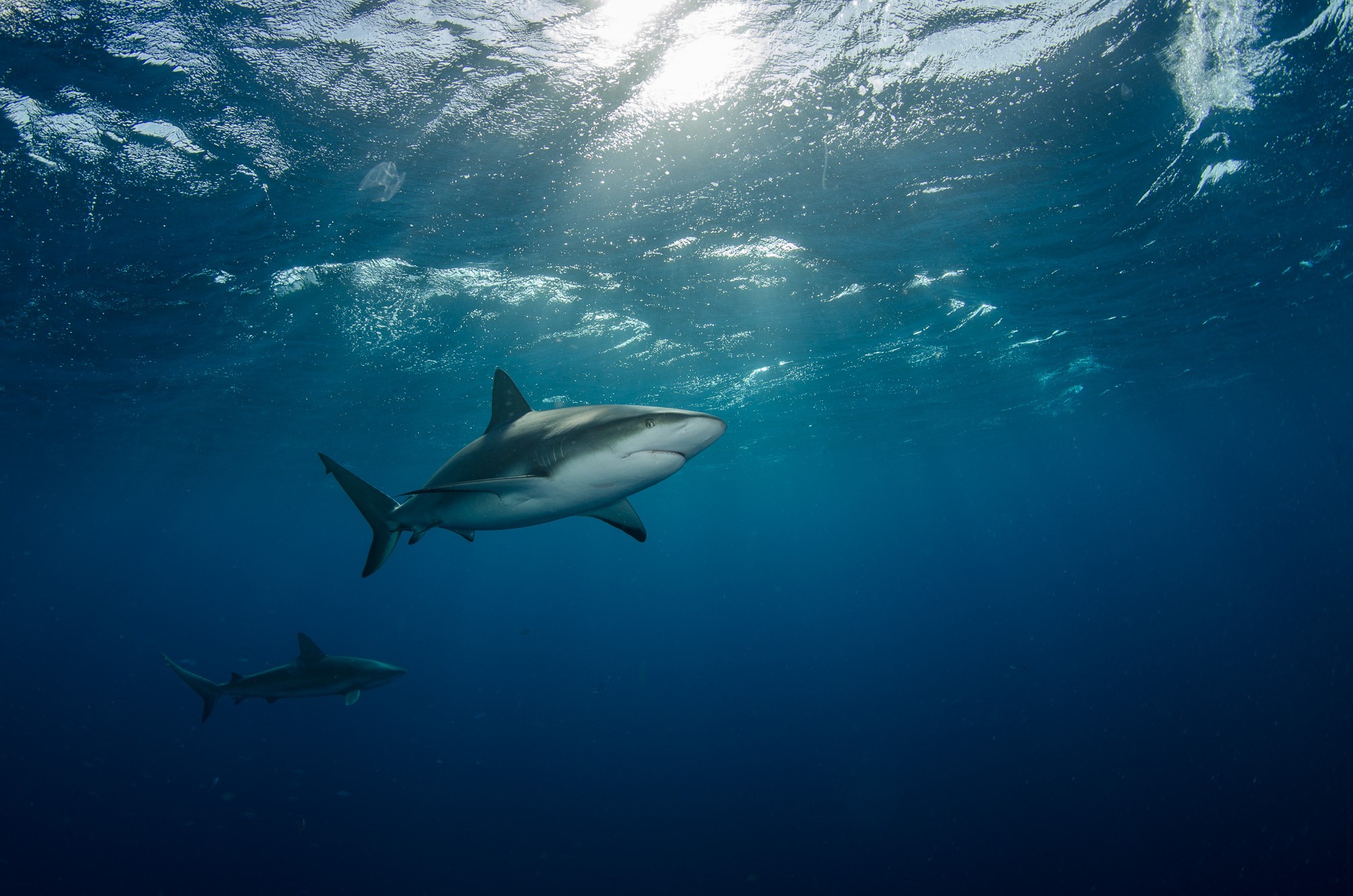 Two sharks swimming in the deep blue ocean HD Wallpaper