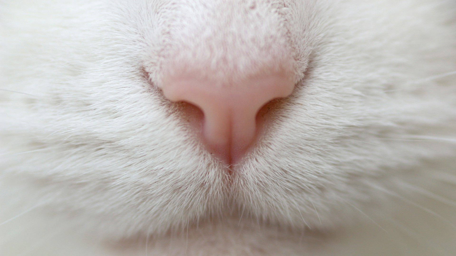 Close-up of a white cat's pink nose and fur HD Wallpaper