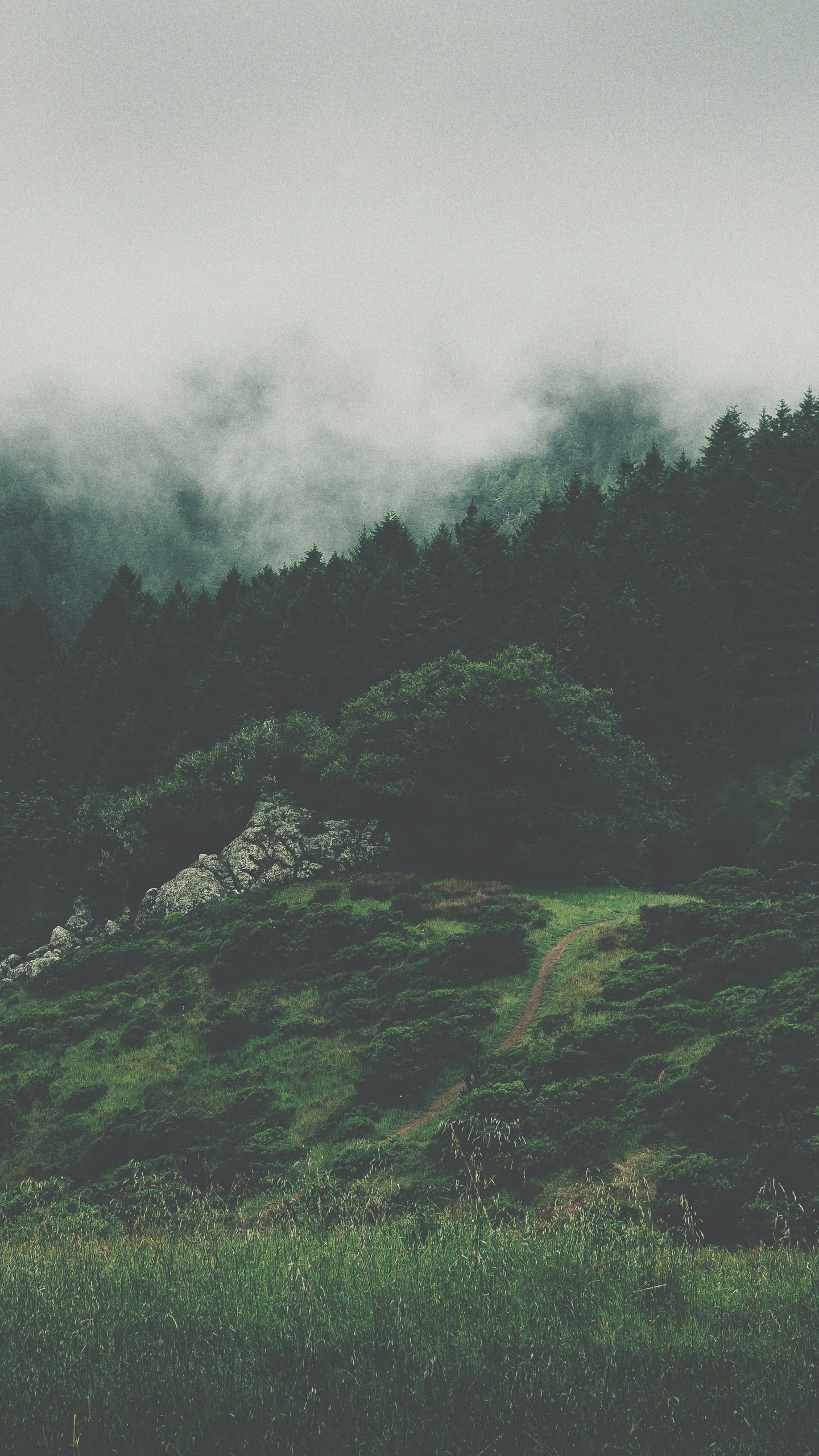 Misty mountains and forest landscape HD Wallpaper
