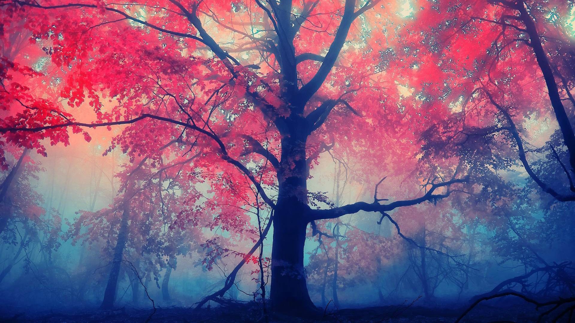 Misty forest with vibrant red leaves on trees HD Wallpaper