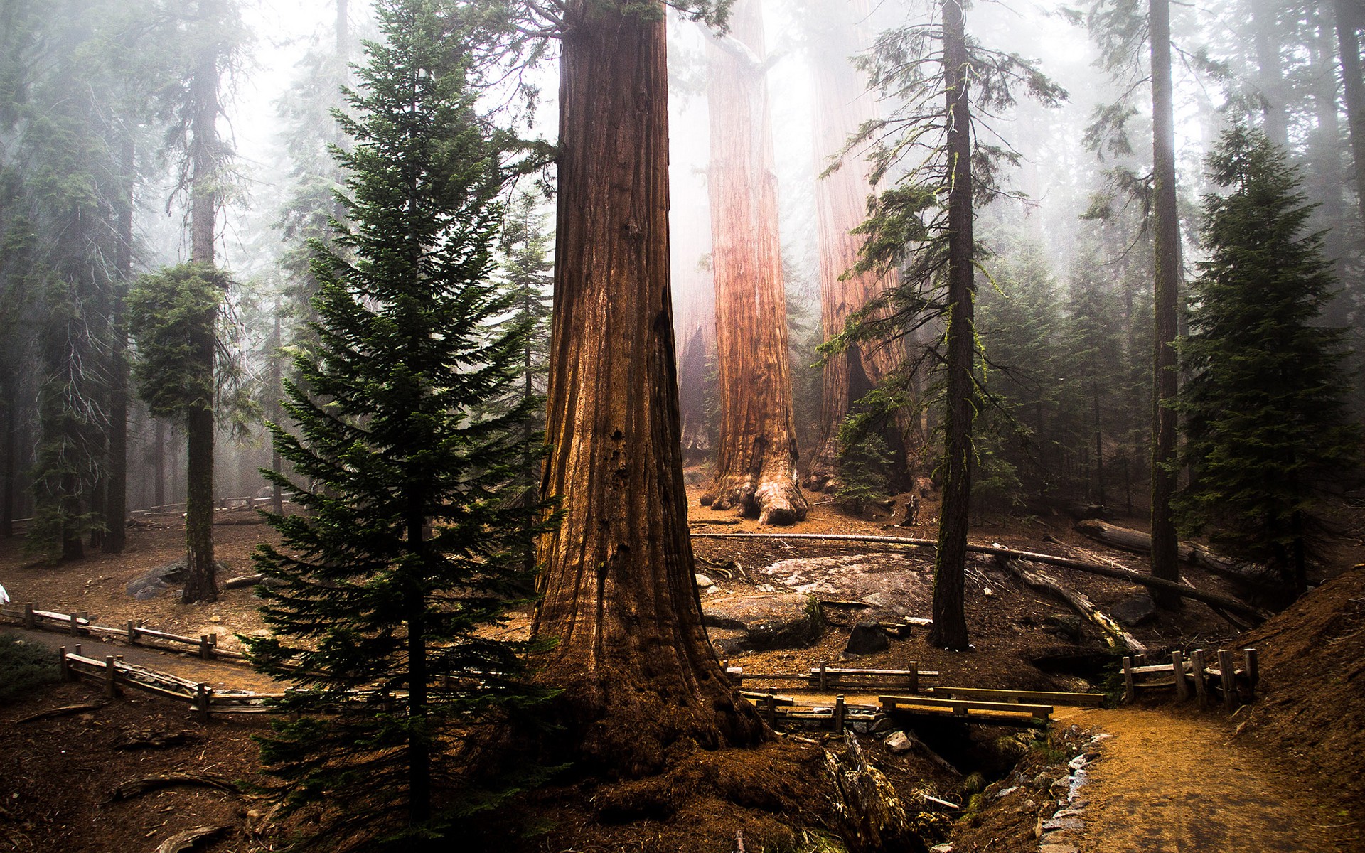 Giant sequoia trees in a foggy forest HD Wallpaper