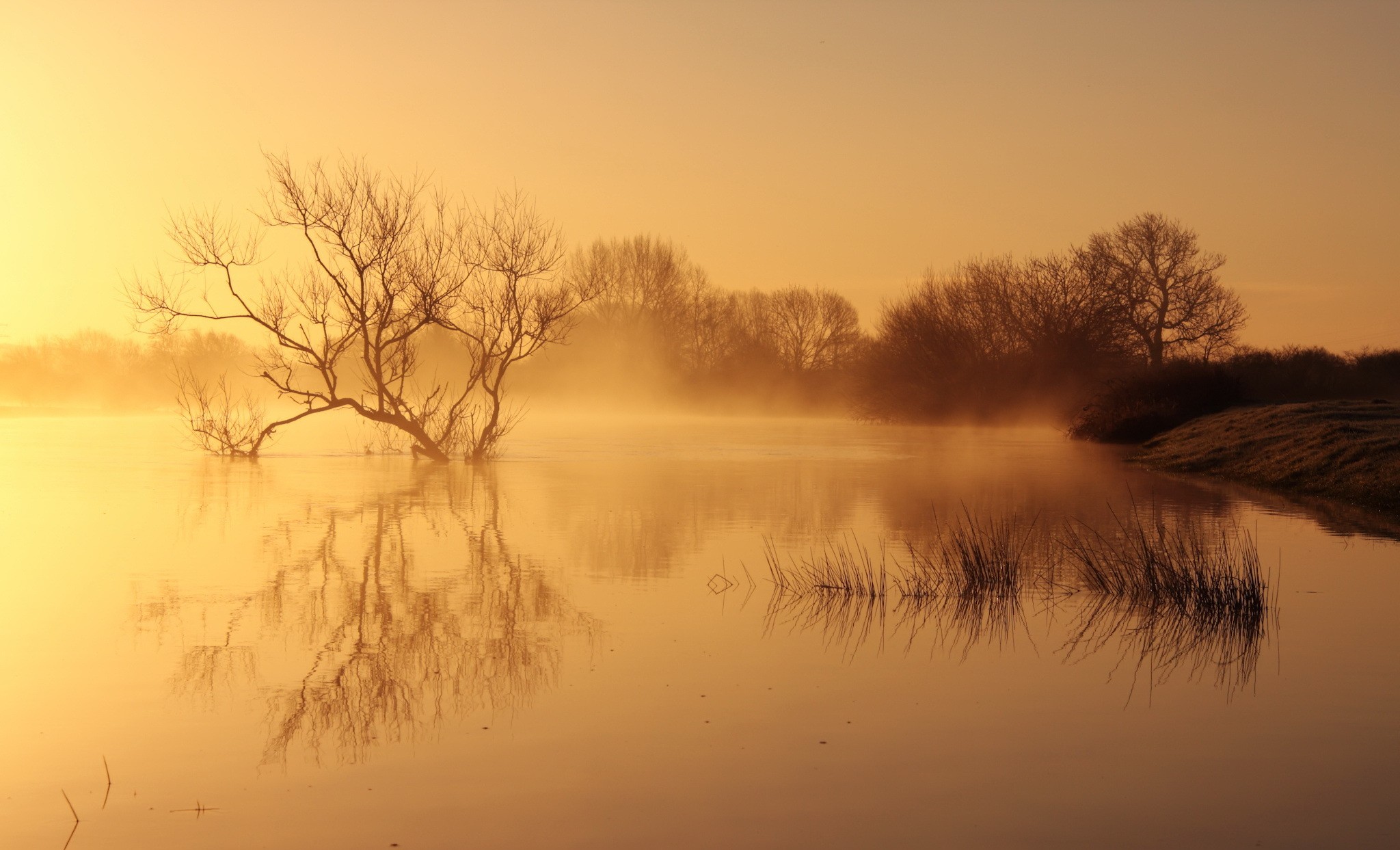 Misty lake with bare tree at sunrise HD Wallpaper