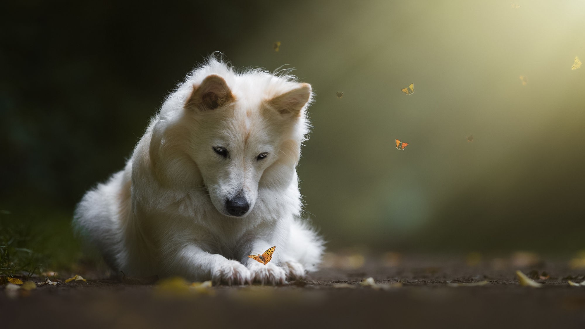 A white dog with butterflies HD Wallpaper