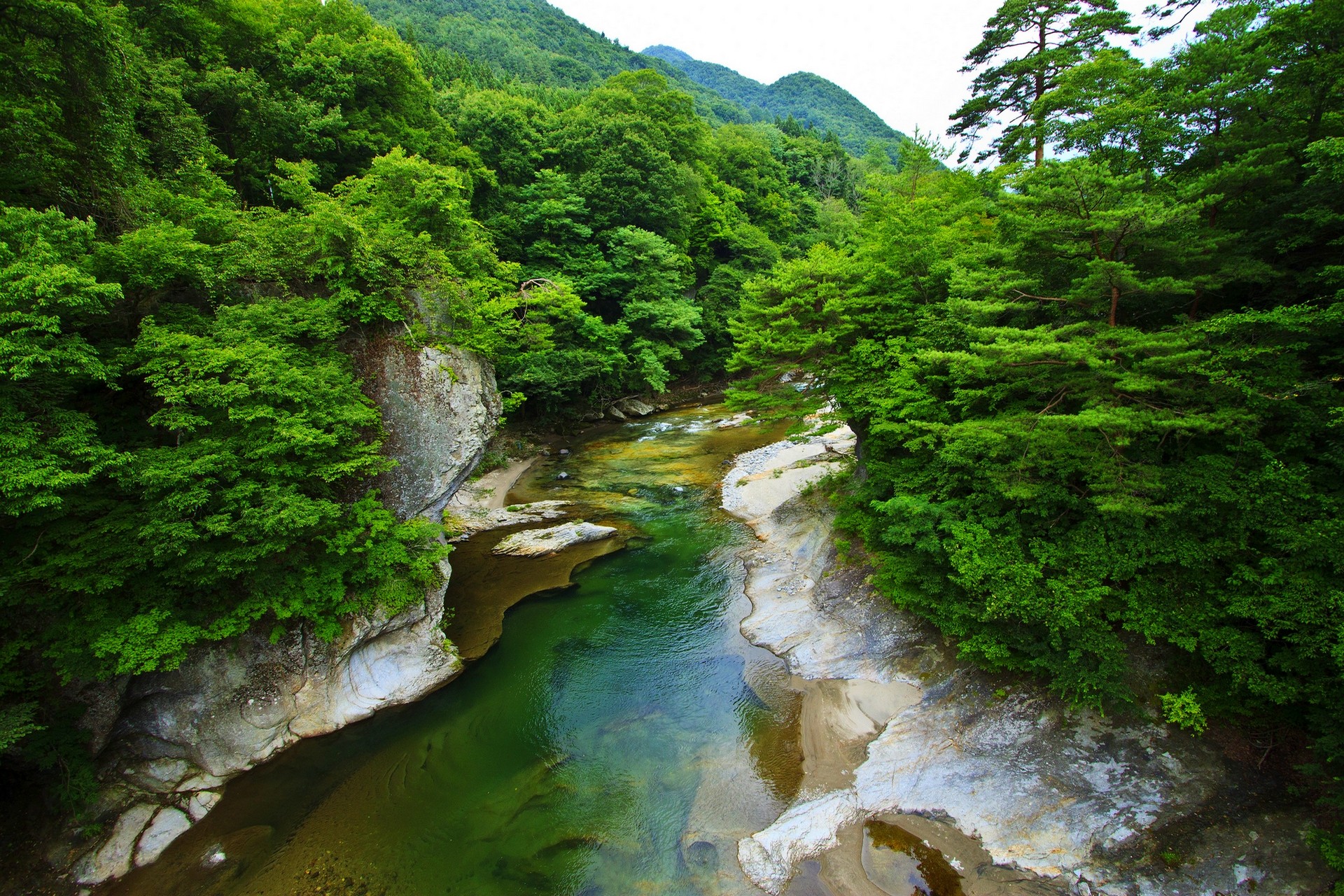 Green forest with a river flowing through mountains HD Wallpaper