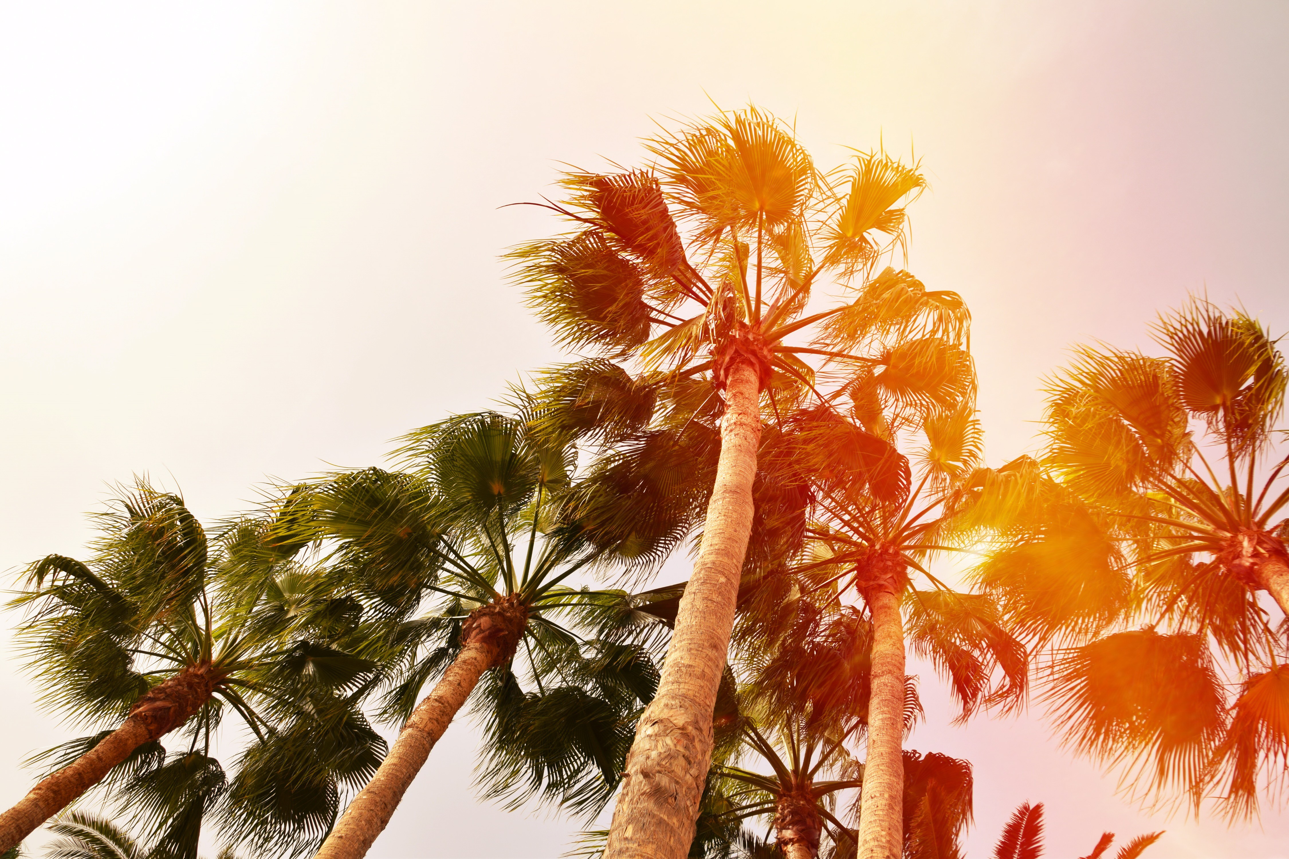 Palm trees against a bright sky with lens flare HD Wallpaper