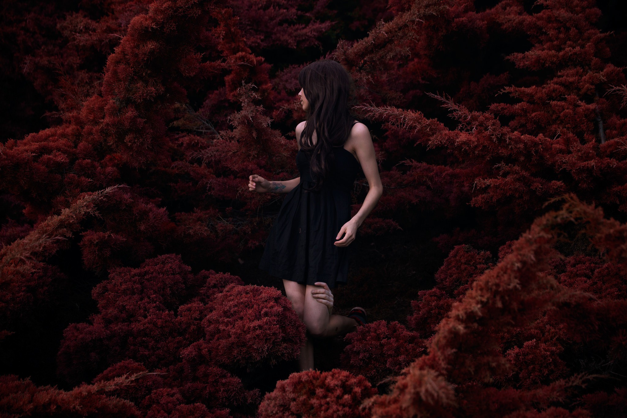 Woman in black dress among red bushes HD Wallpaper