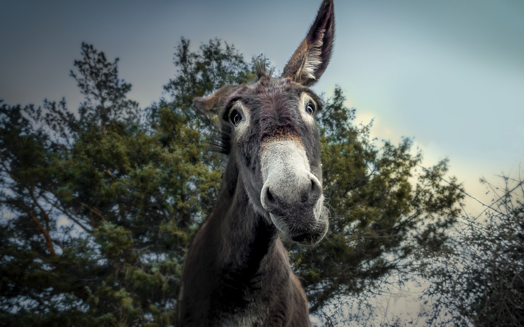 Close-up of a donkey's face in front of trees HD Wallpaper