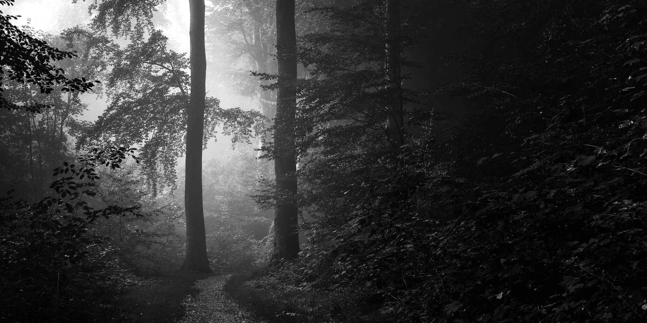 Misty forest path with sunlight filtering through trees HD Wallpaper
