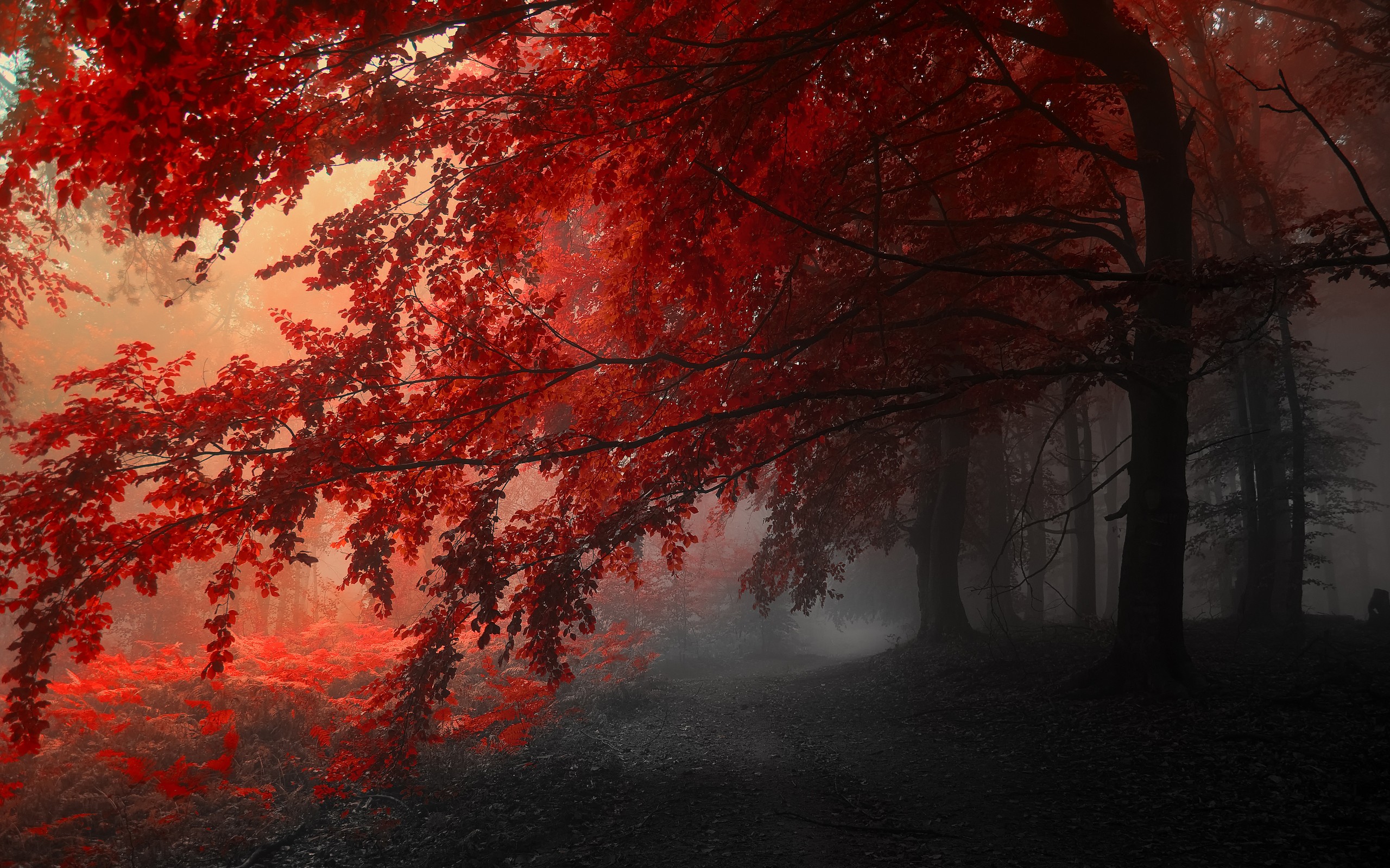 Red leaves on trees in a foggy forest HD Wallpaper