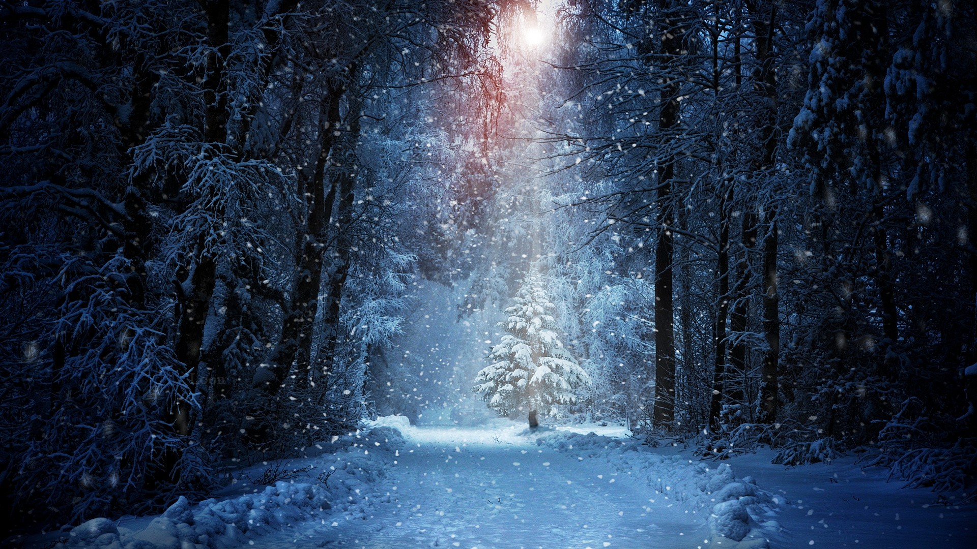 Snowy forest path with sunlight filtering through trees HD Wallpaper