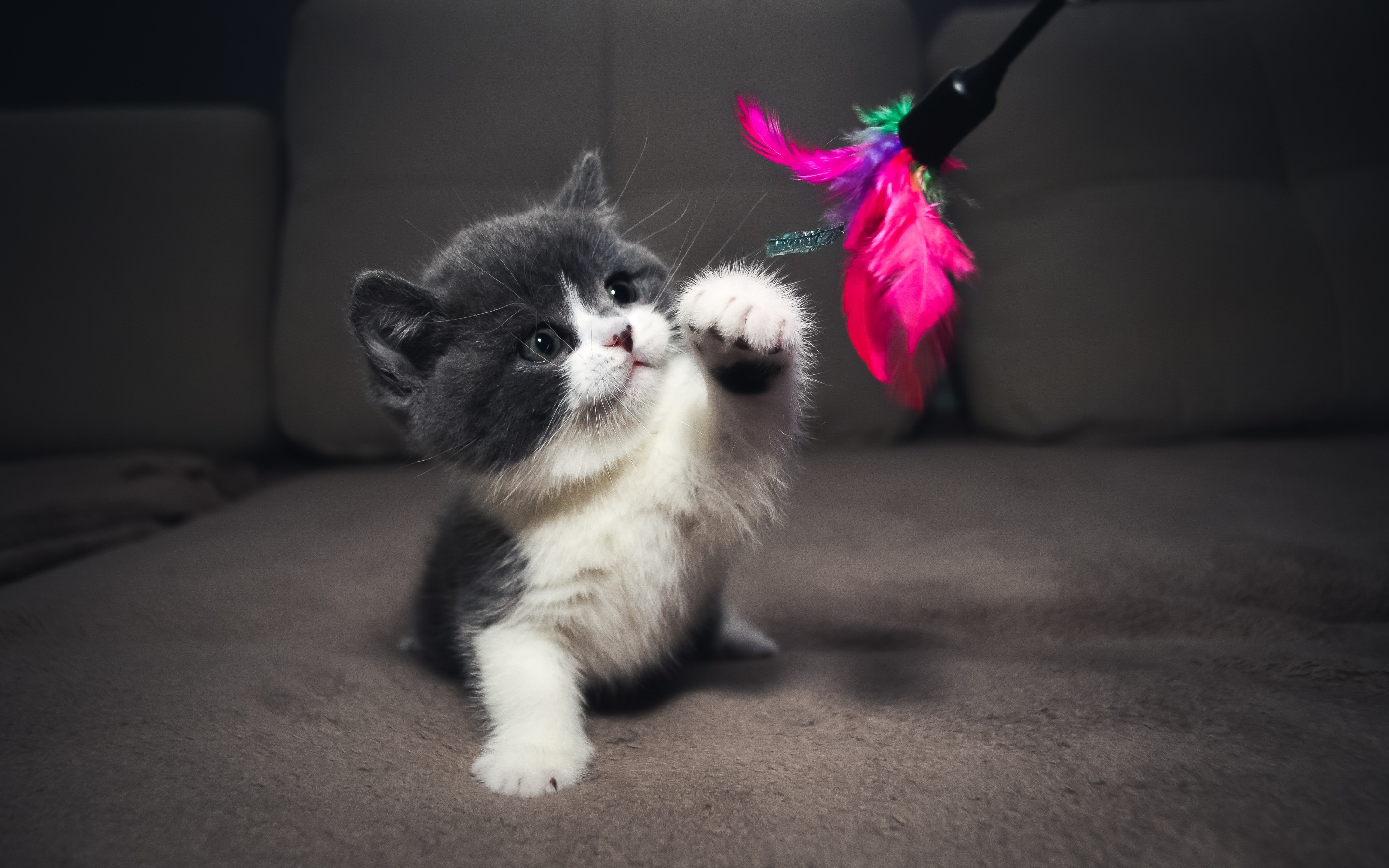 Kitten playing with a feather toy HD Wallpaper