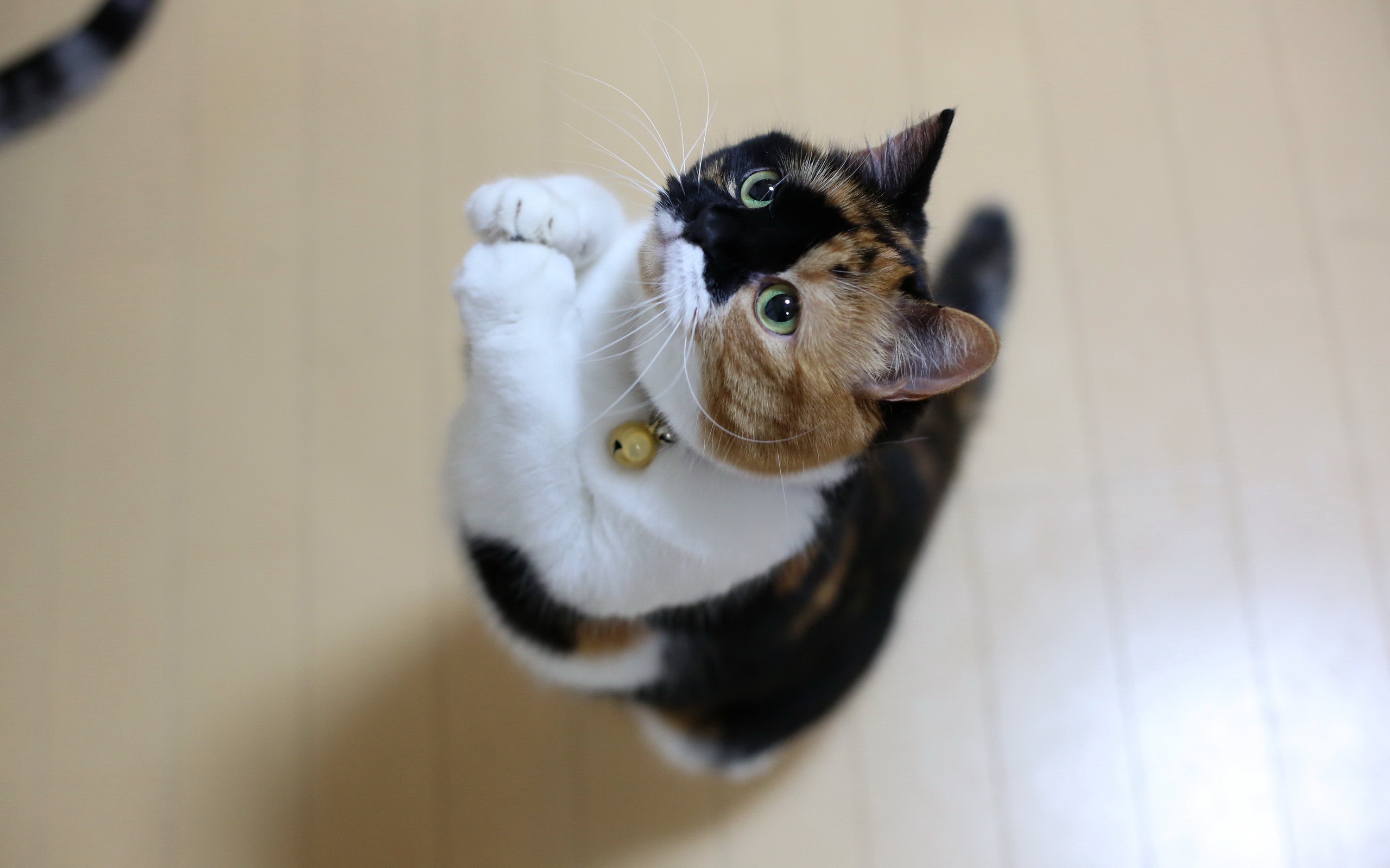Calico cat begging with paws up HD Wallpaper