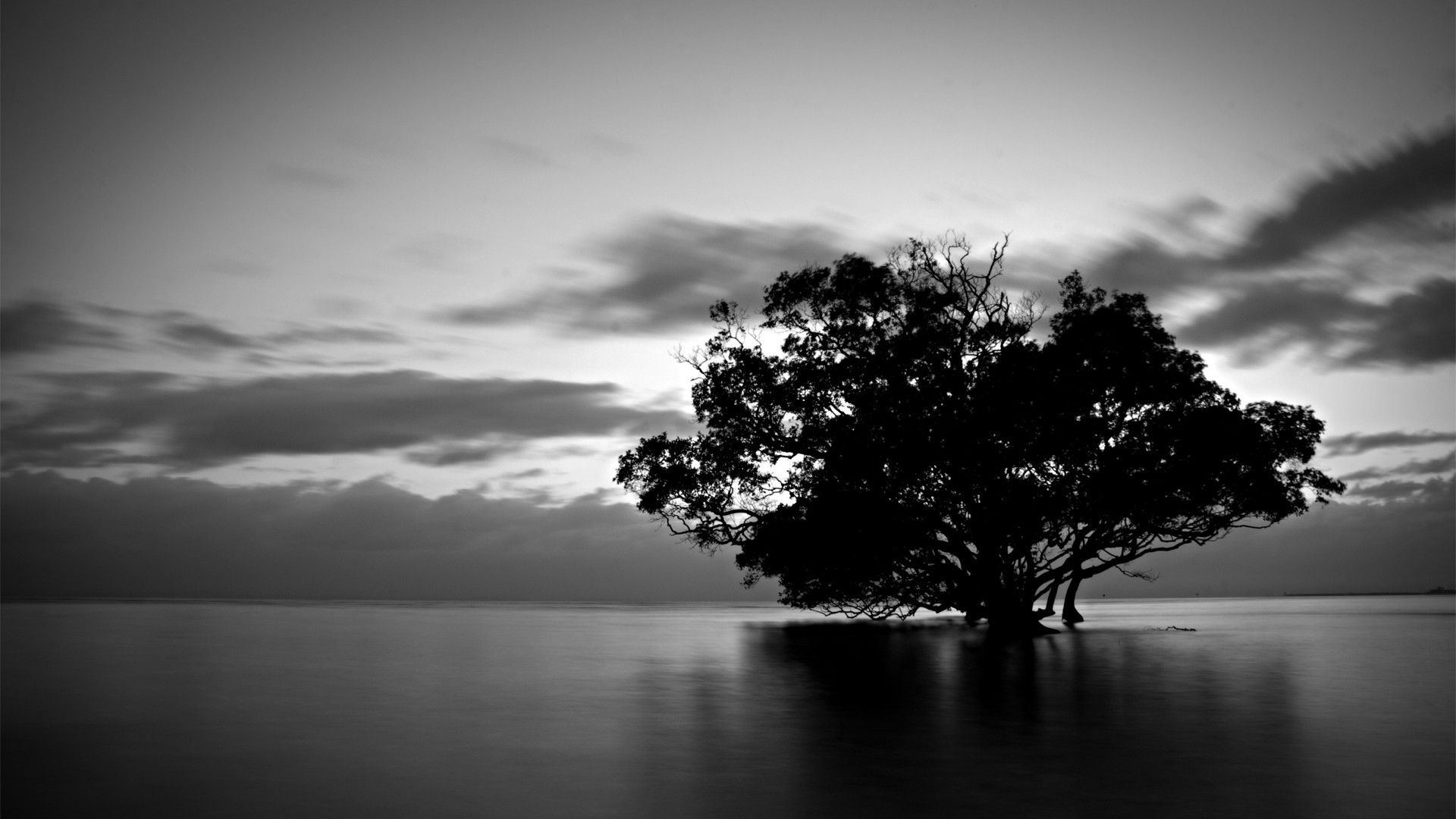 Silhouette of a tree in the water at dusk HD Wallpaper