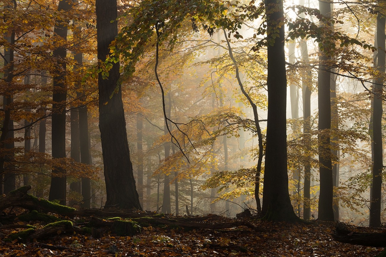 Misty forest in Germany with yellow leaves and sunlight HD Wallpaper