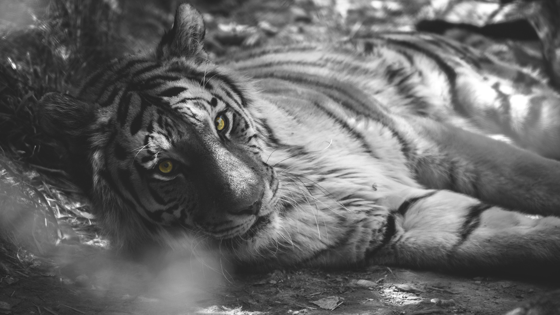 Tiger with selective coloring lying down HD Wallpaper