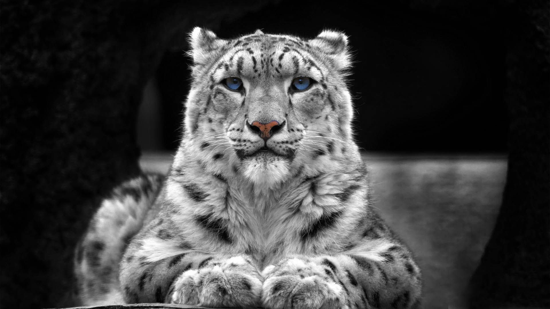 Snow leopard with blue eyes and pink nose HD Wallpaper