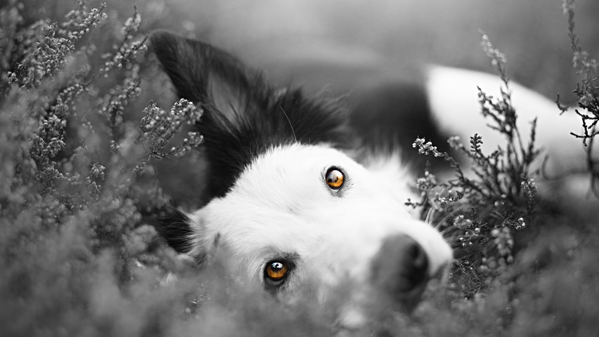 Border Collie dog lying in heather HD Wallpaper