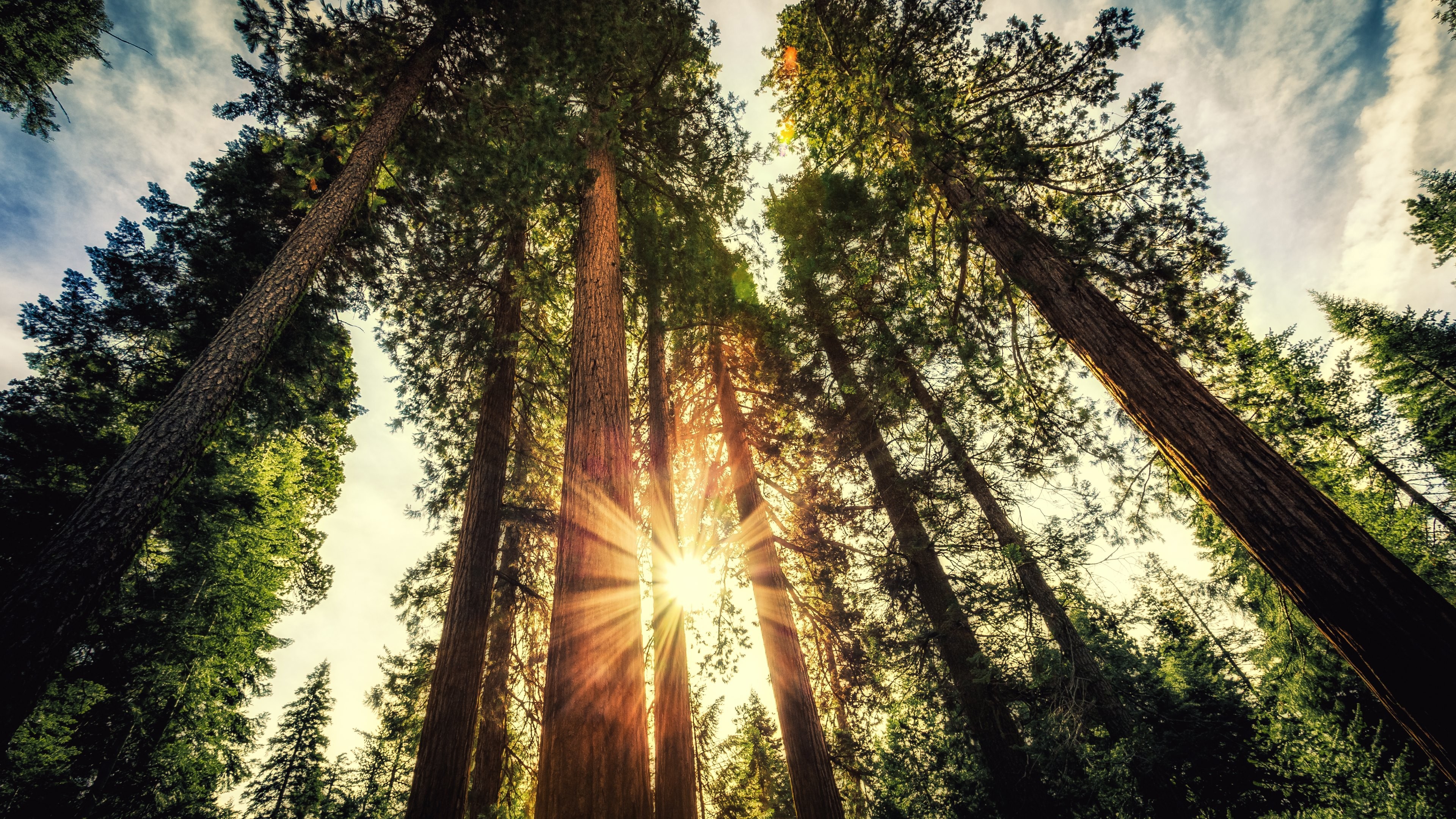 Sunlight shining through tall redwood trees HD Wallpaper