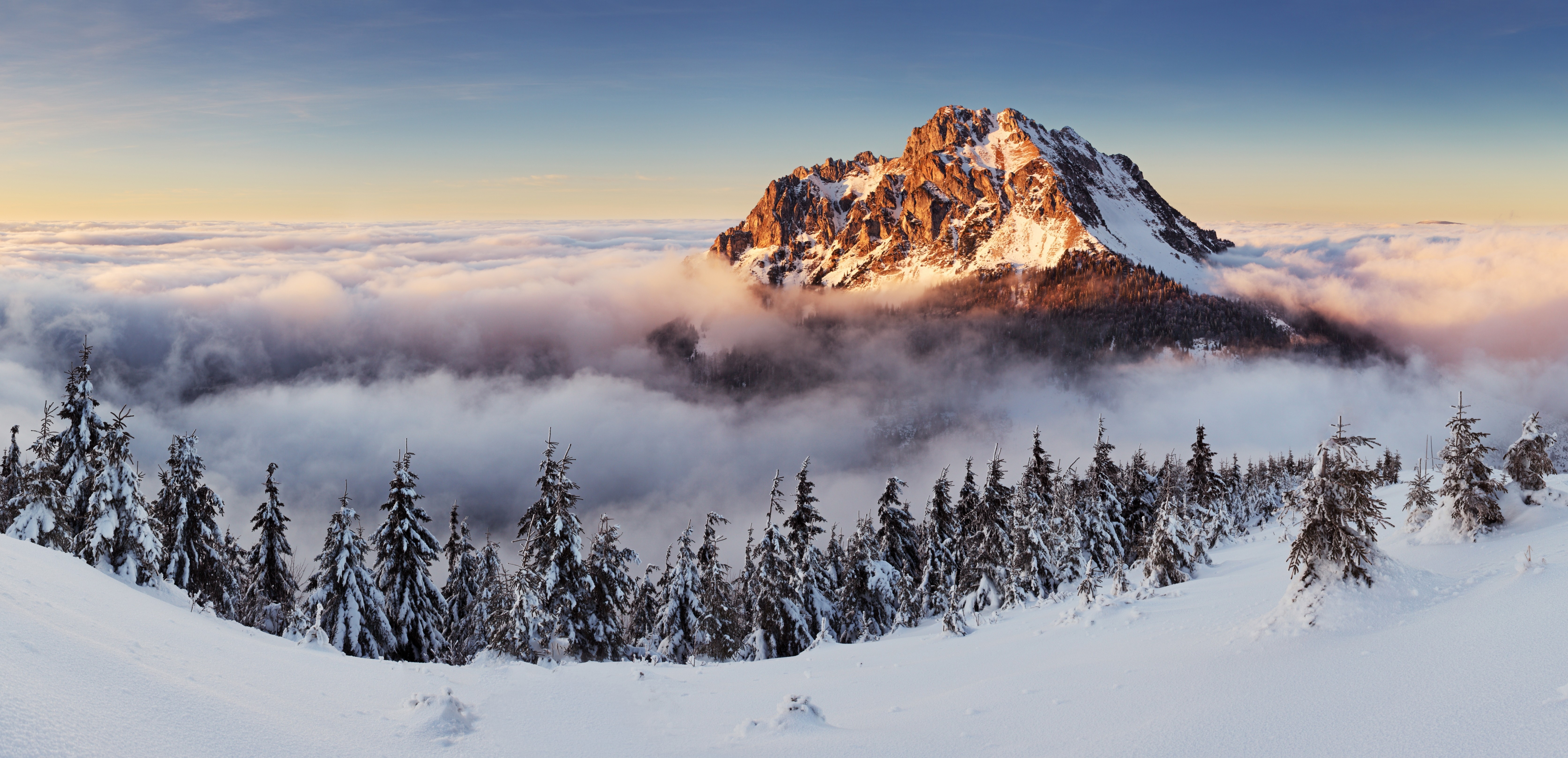 Snowy mountain peak above clouds with pine trees HD Wallpaper