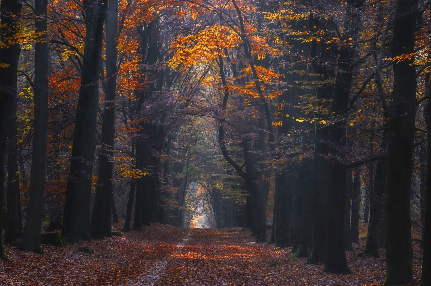 Autumn forest path with sunlight filtering through trees HD Wallpaper