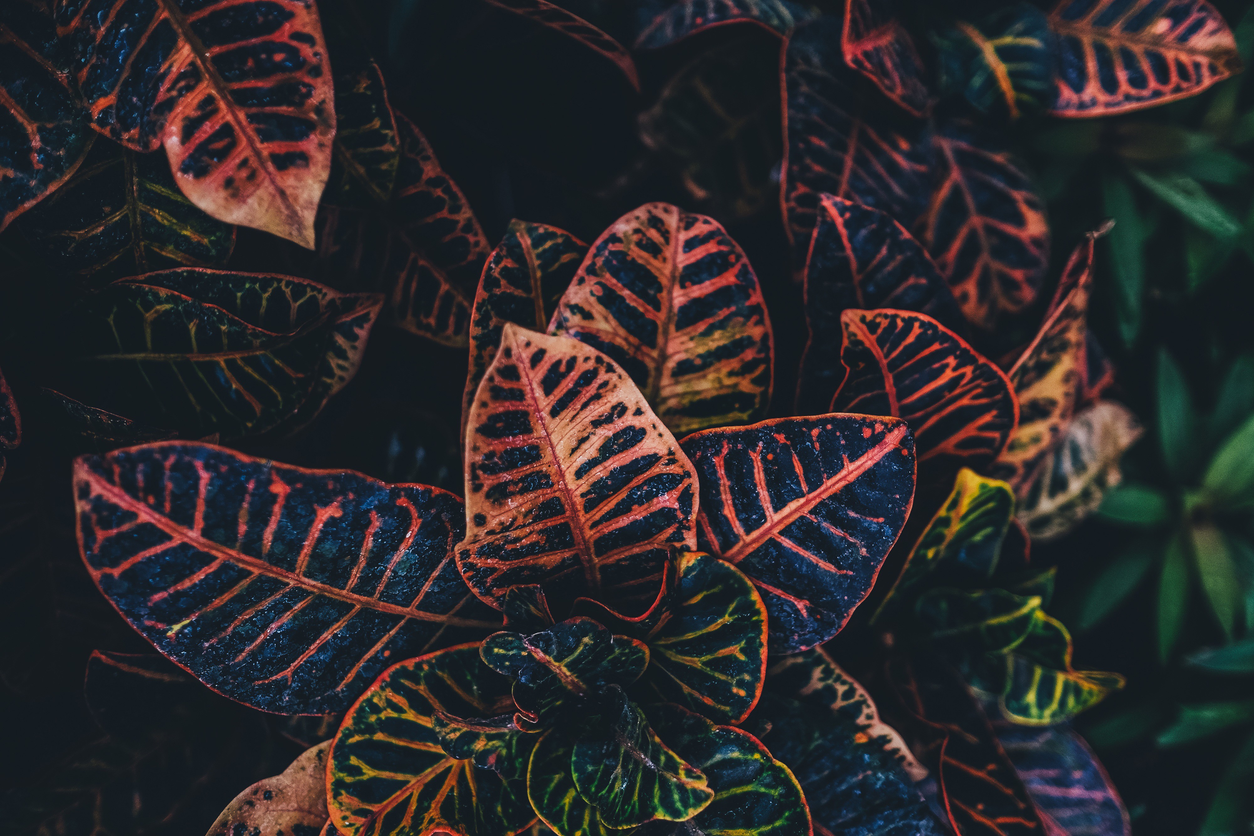 Close-up of colorful croton leaves with dark background HD Wallpaper