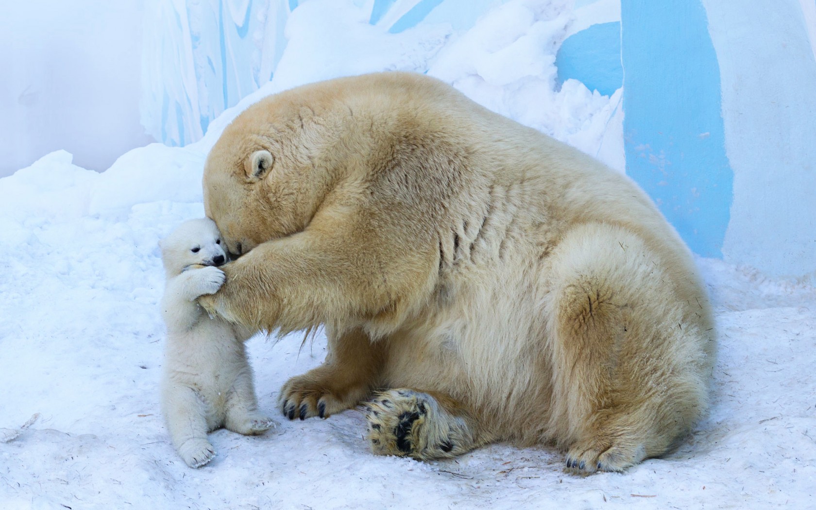 Polar bear mother and cub in the snow HD Wallpaper