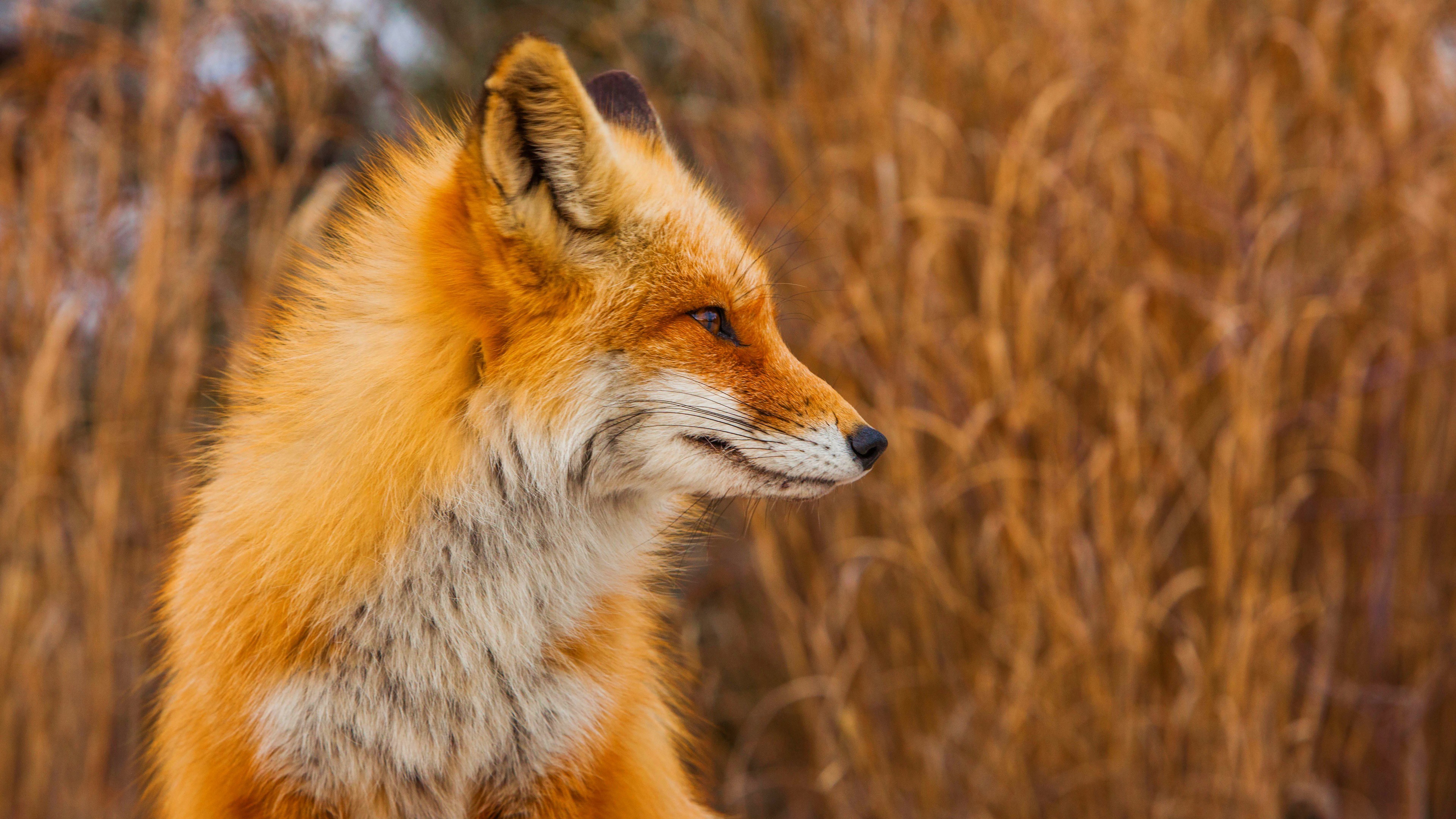 Red fox in tall dry grass HD Wallpaper