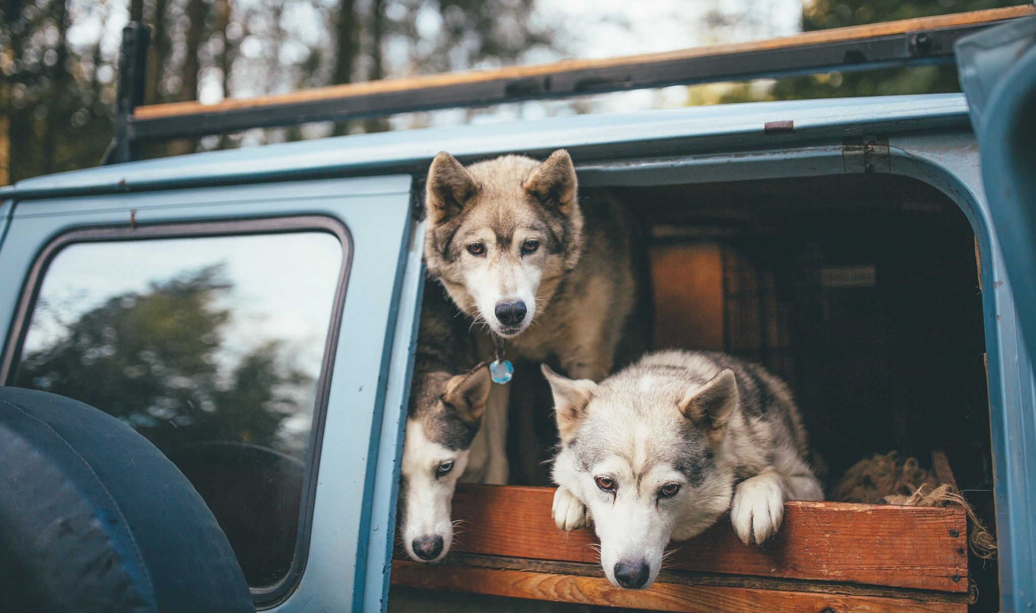 Three husky dogs in the back of a blue vehicle HD Wallpaper