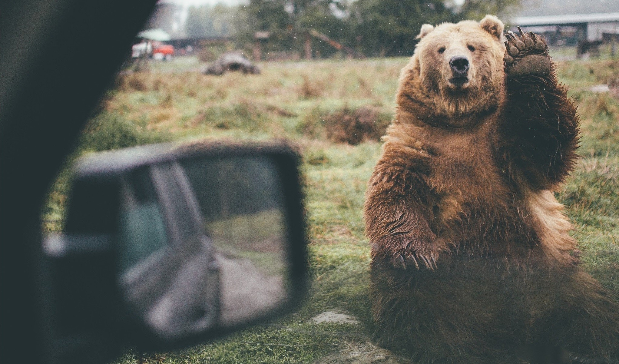Bear waves hello from a grassy field HD Wallpaper