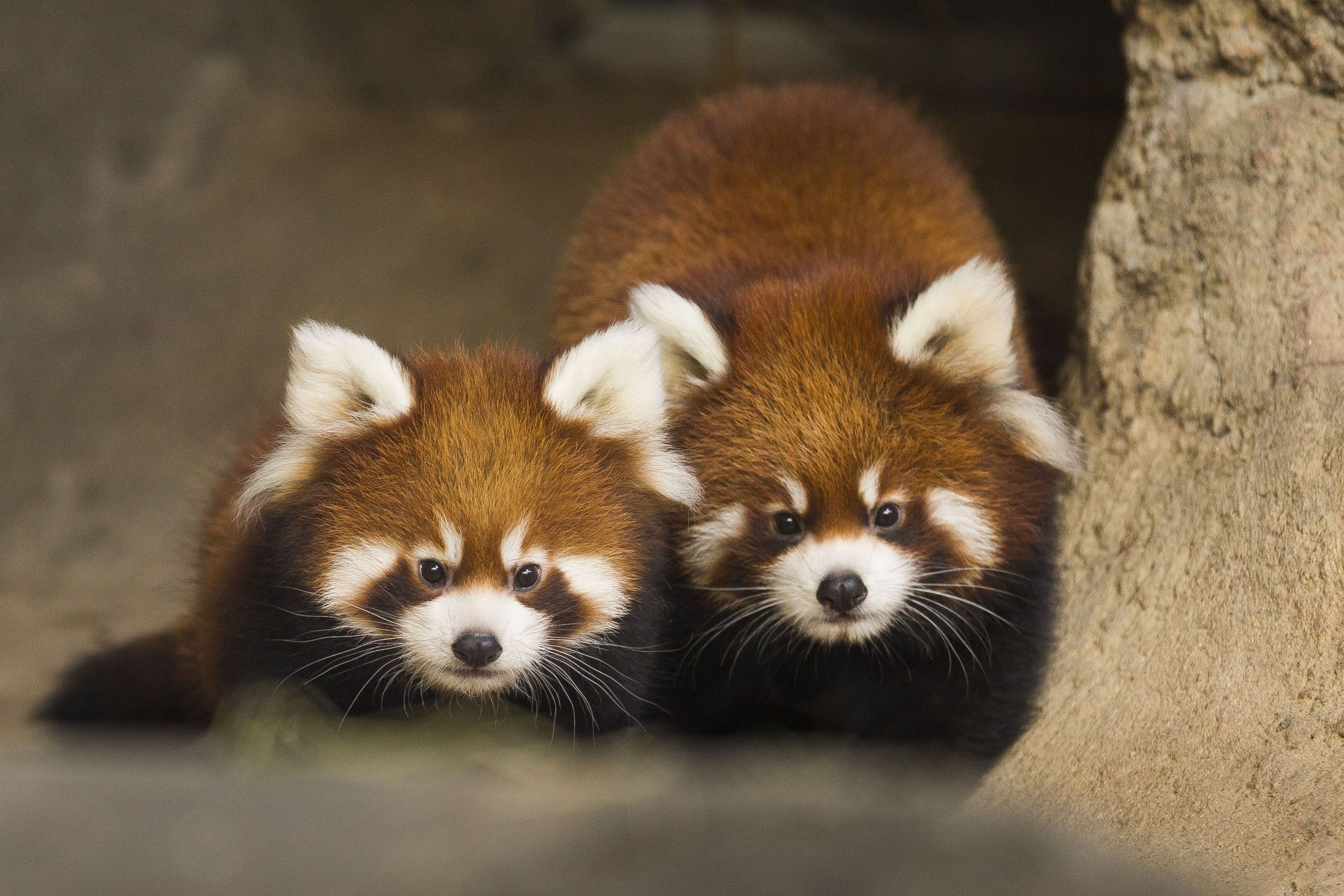 Two red pandas in a rocky den HD Wallpaper