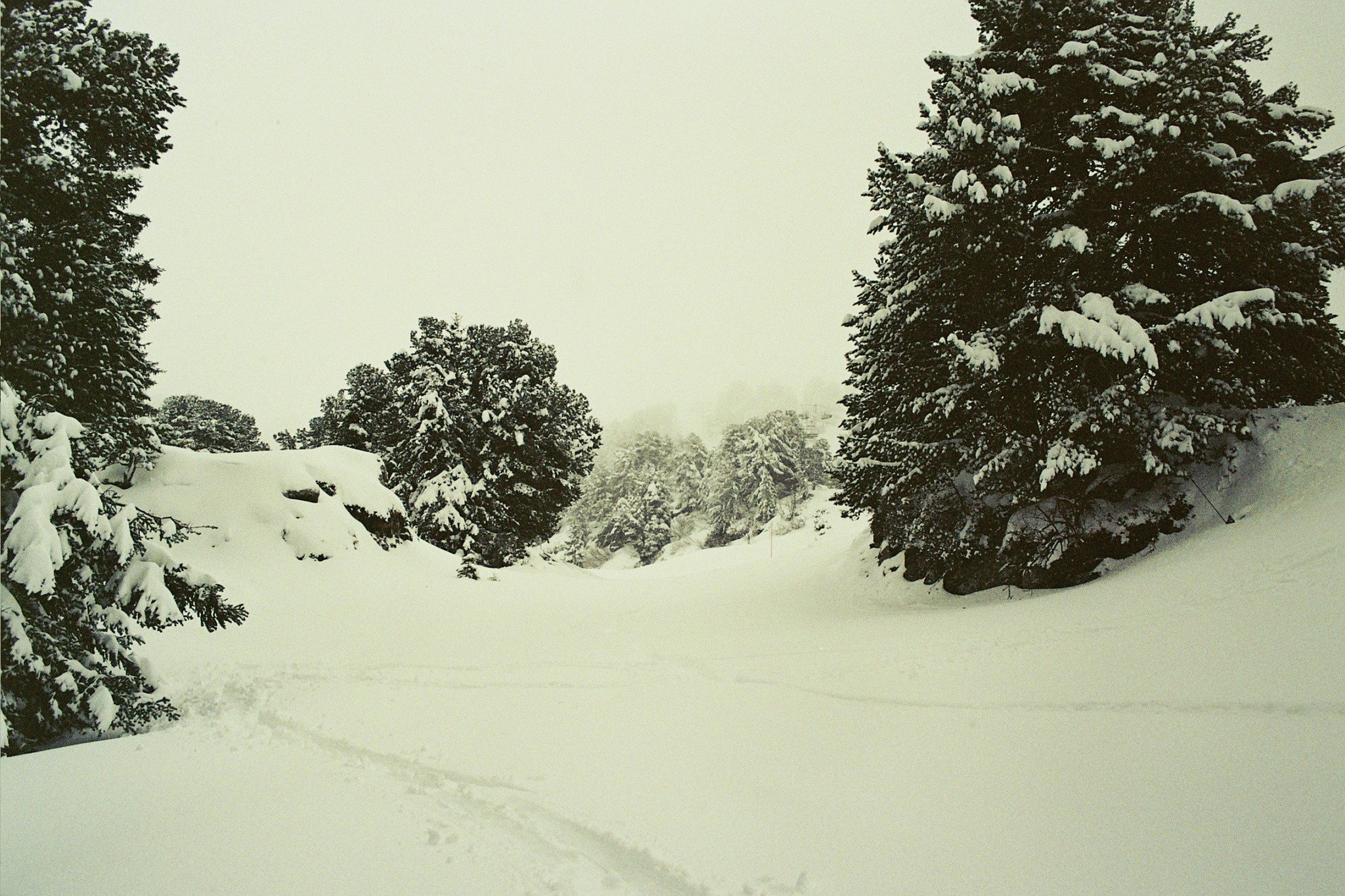 Snowy forest landscape with pine trees HD Wallpaper