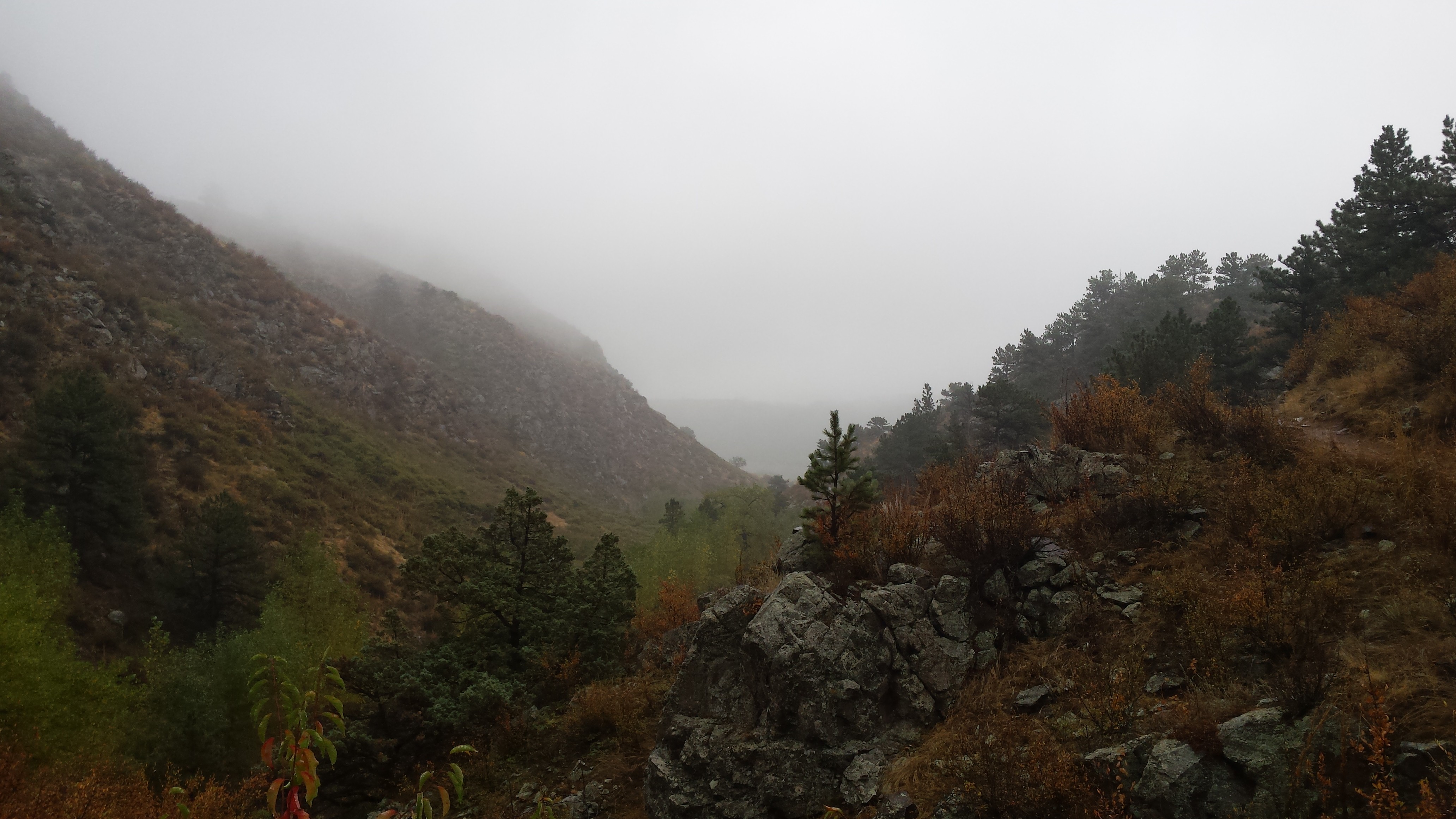 Misty mountain valley with pine trees HD Wallpaper