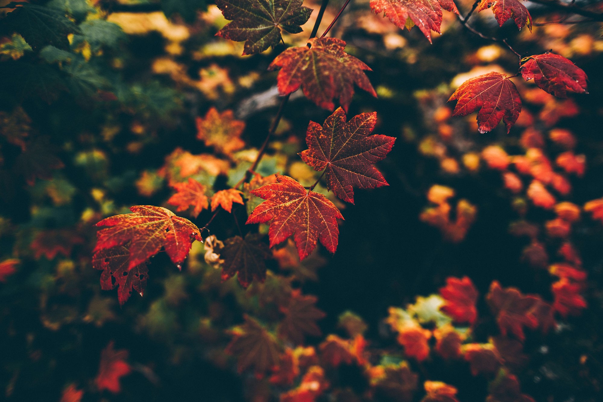 Autumn leaves on a tree branch HD Wallpaper