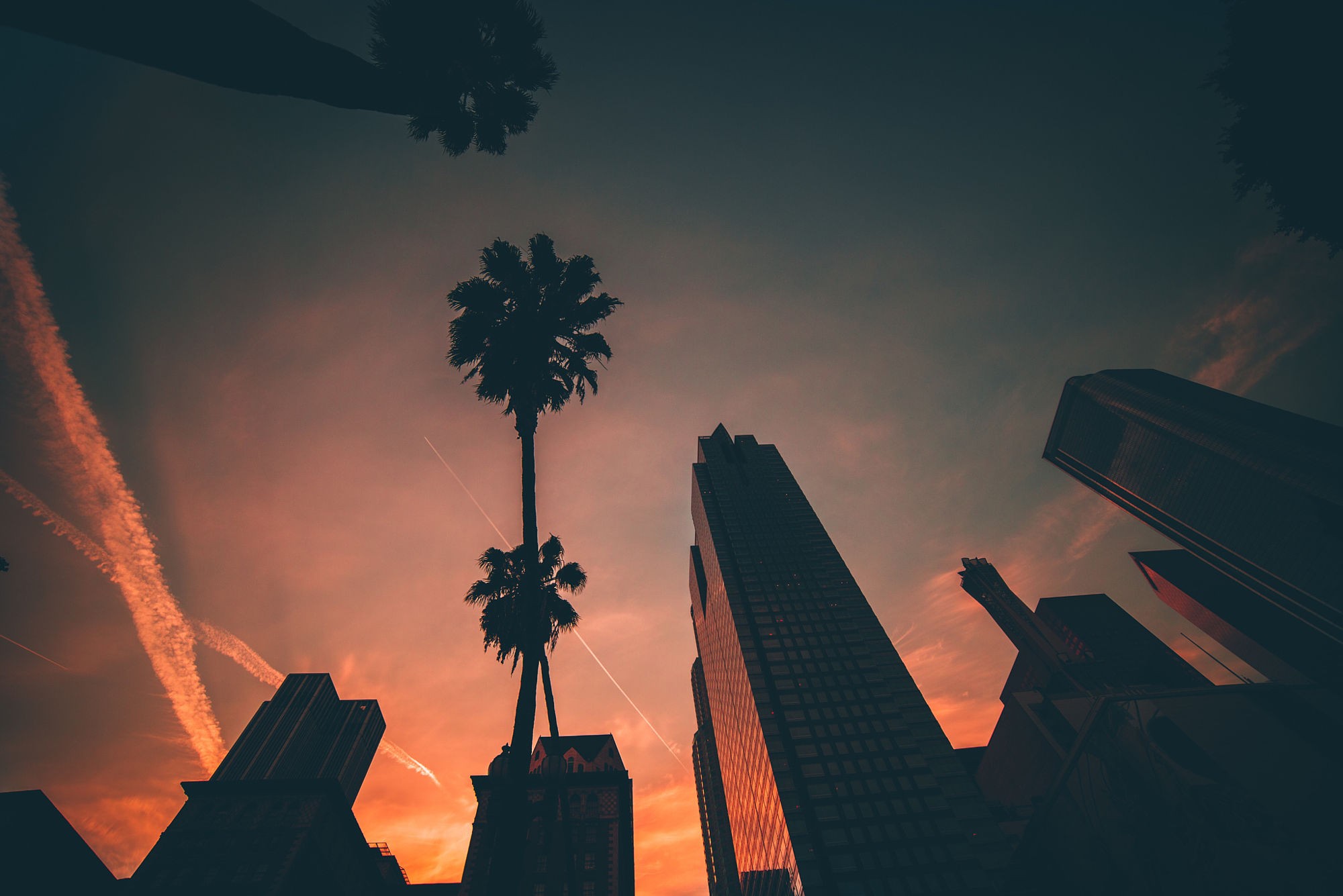 Palm trees and skyscrapers at sunset HD Wallpaper